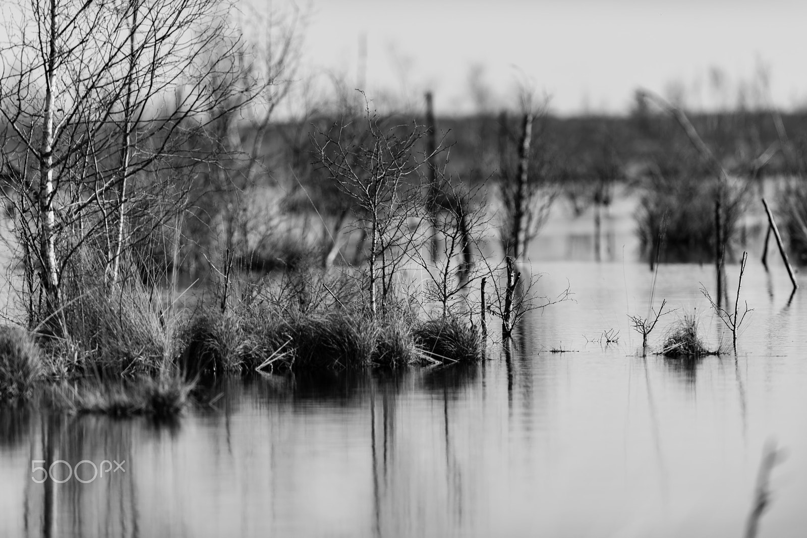 Nikon D800 + Nikon AF-S Nikkor 300mm F2.8G ED VR II sample photo. Moorlandschaft photography