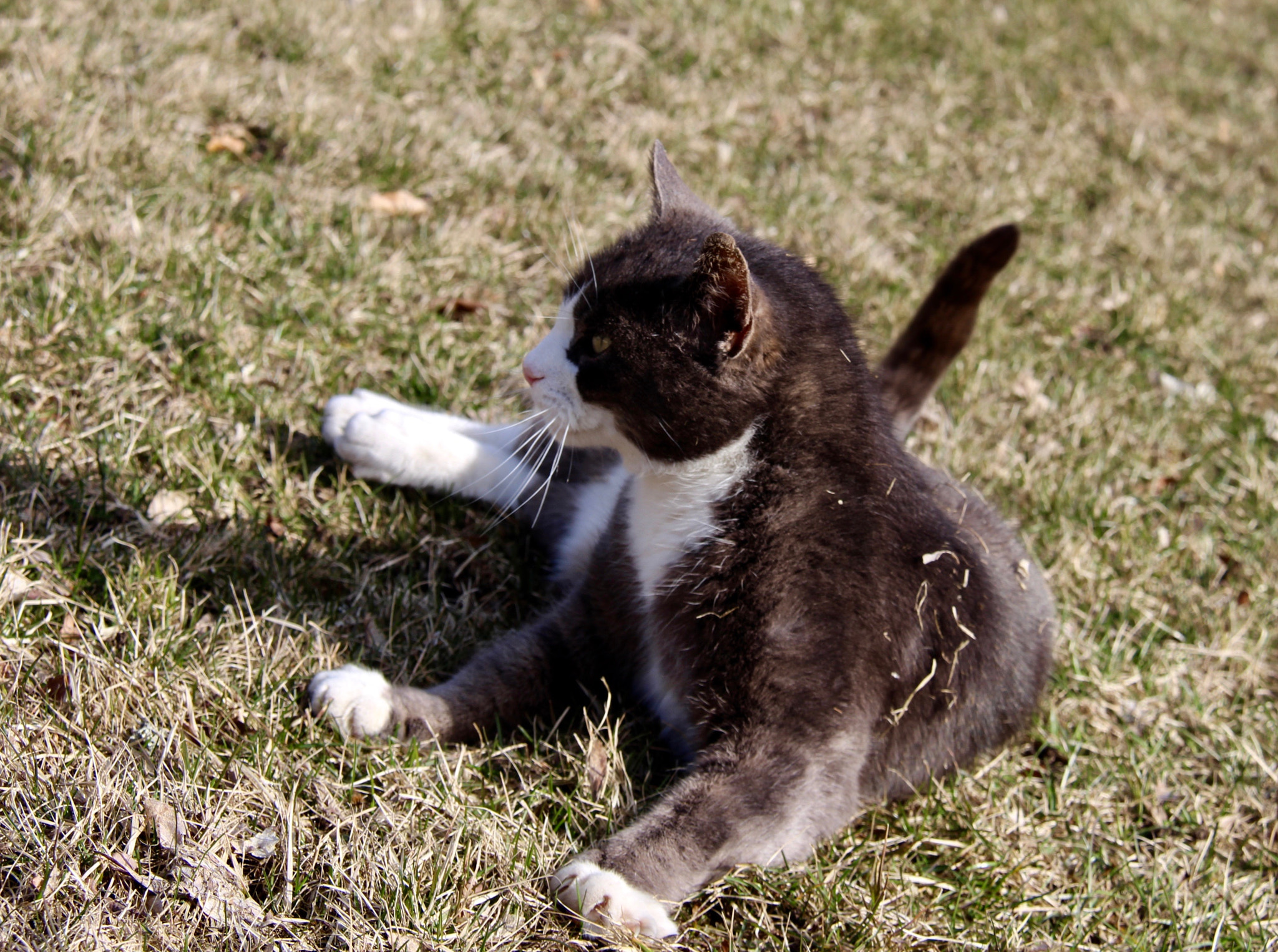 Canon EF-S 18-200mm F3.5-5.6 IS sample photo. Missen photography