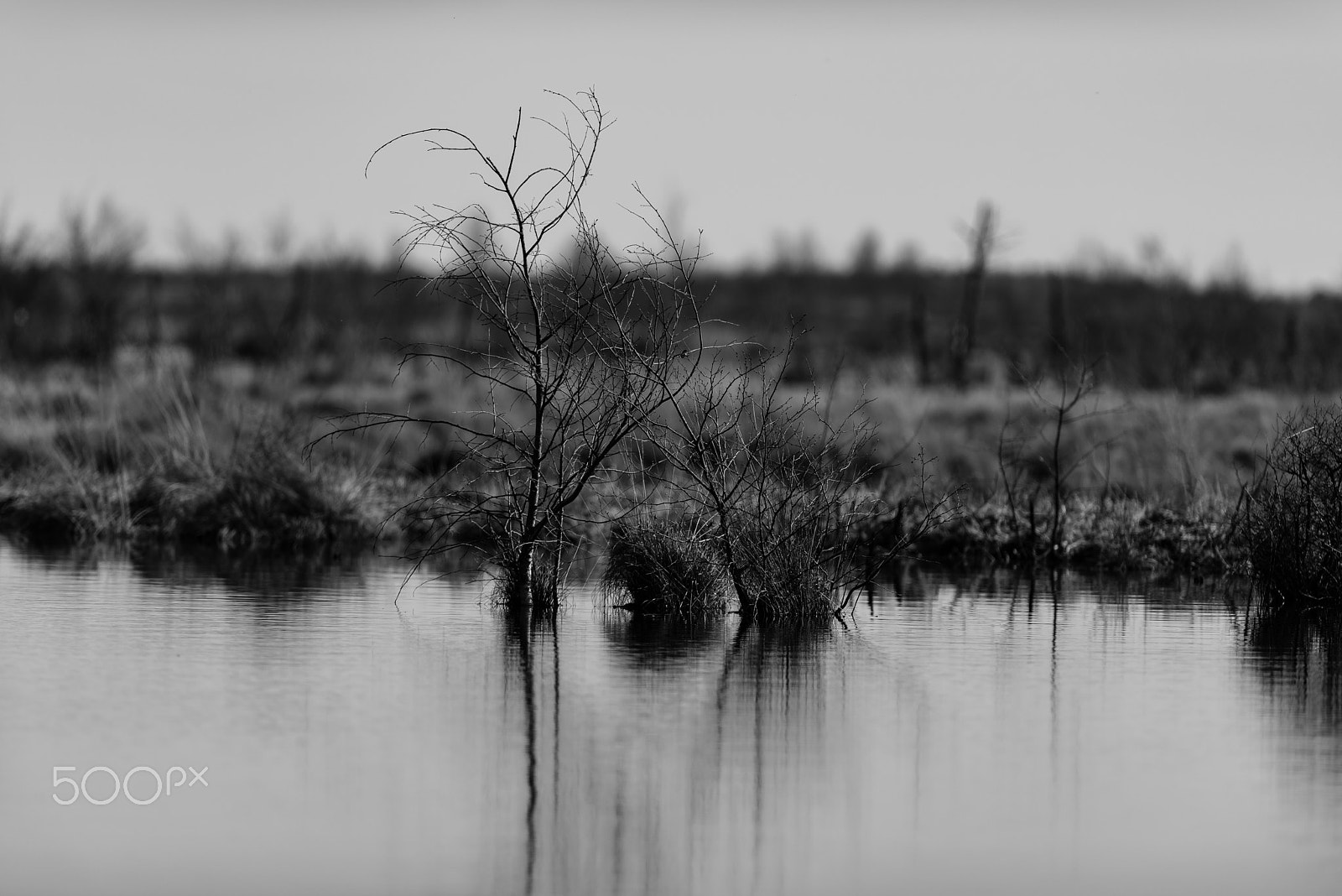 Nikon AF-S Nikkor 300mm F2.8G ED VR II sample photo. Moorlandschaft photography