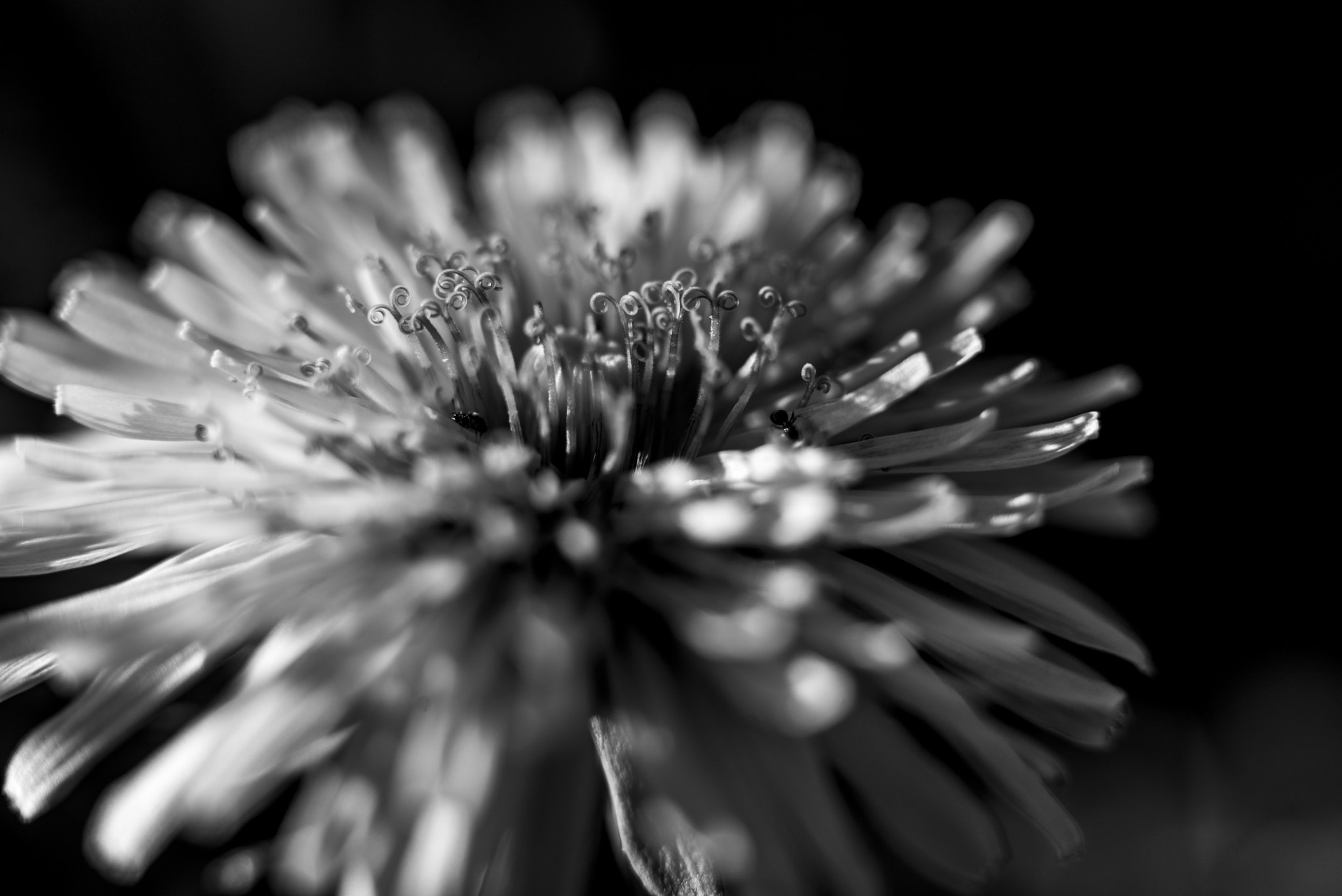 Nikon D800 + Nikon AF-S Nikkor 50mm F1.8G sample photo. Taraxacum officinale b&w photography