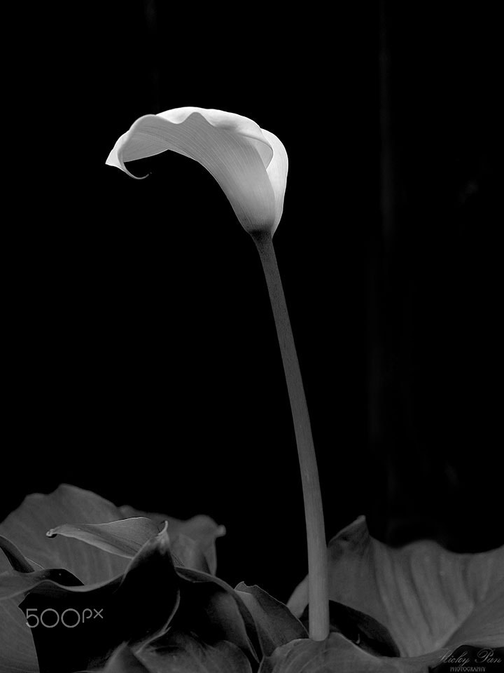 Olympus M.Zuiko Digital ED 60mm F2.8 Macro sample photo. Calla lily photography