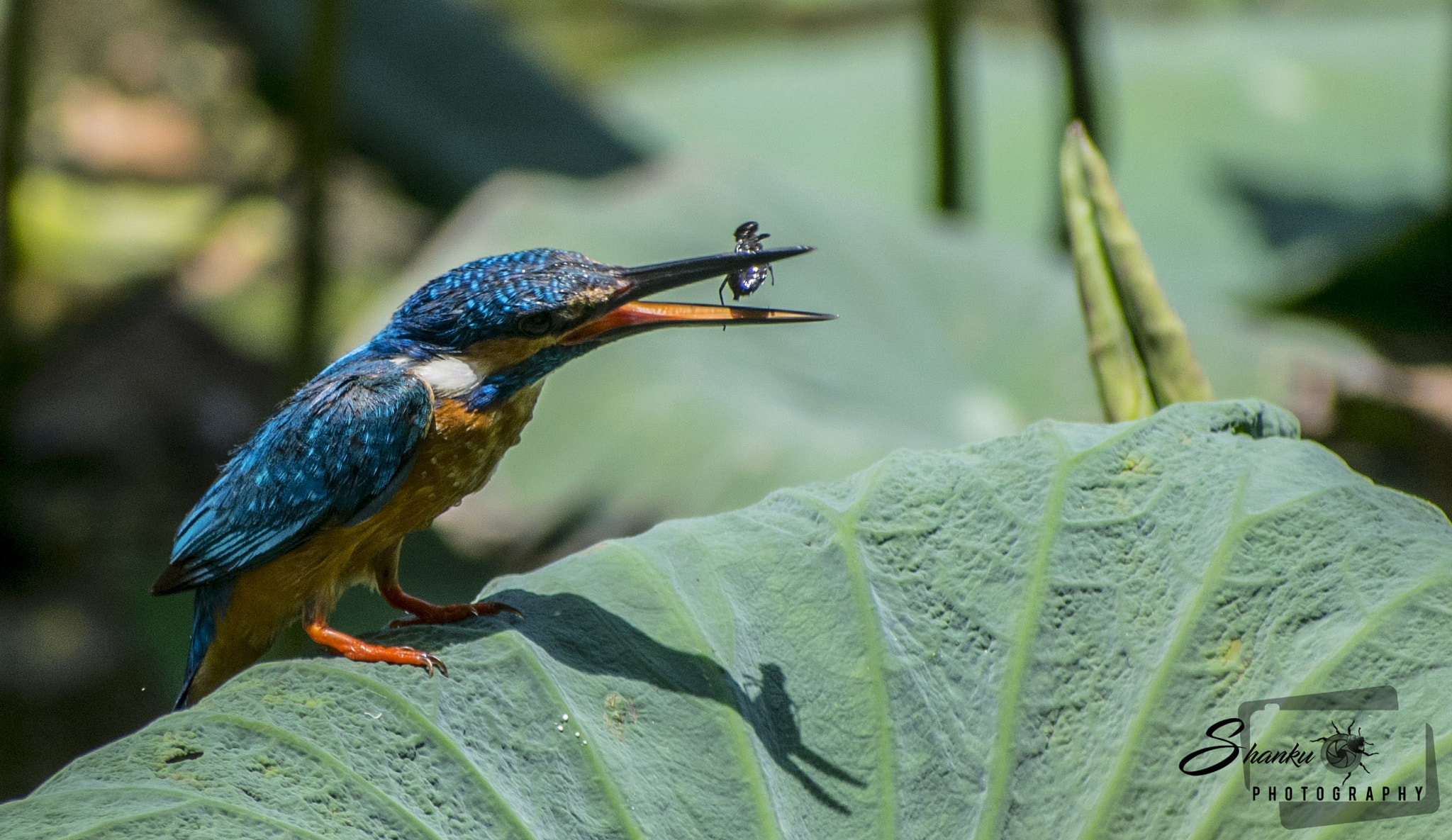 Sigma 70-300mm F4-5.6 DG OS sample photo. Common kingfisher photography