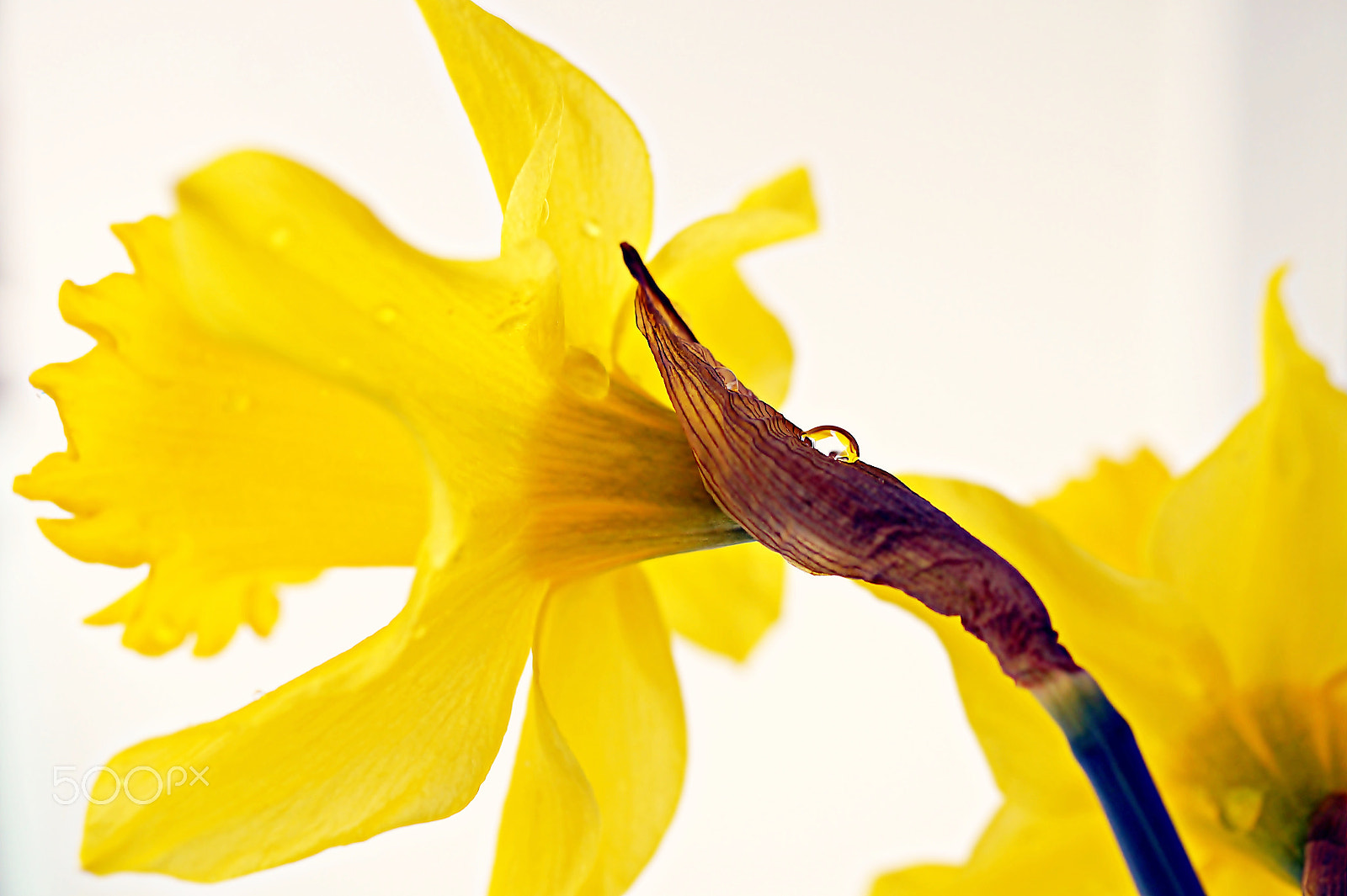 Sony SLT-A58 + Sony DT 30mm F2.8 Macro SAM sample photo. ***daffodil & drops*** photography