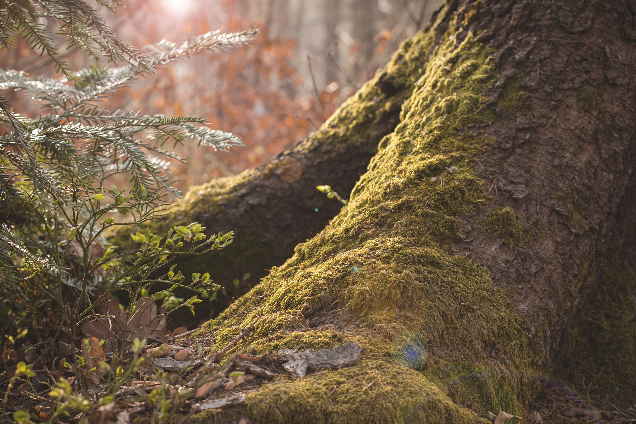 Canon EOS 50D + Canon EF 50mm F1.4 USM sample photo. Forest magic photography