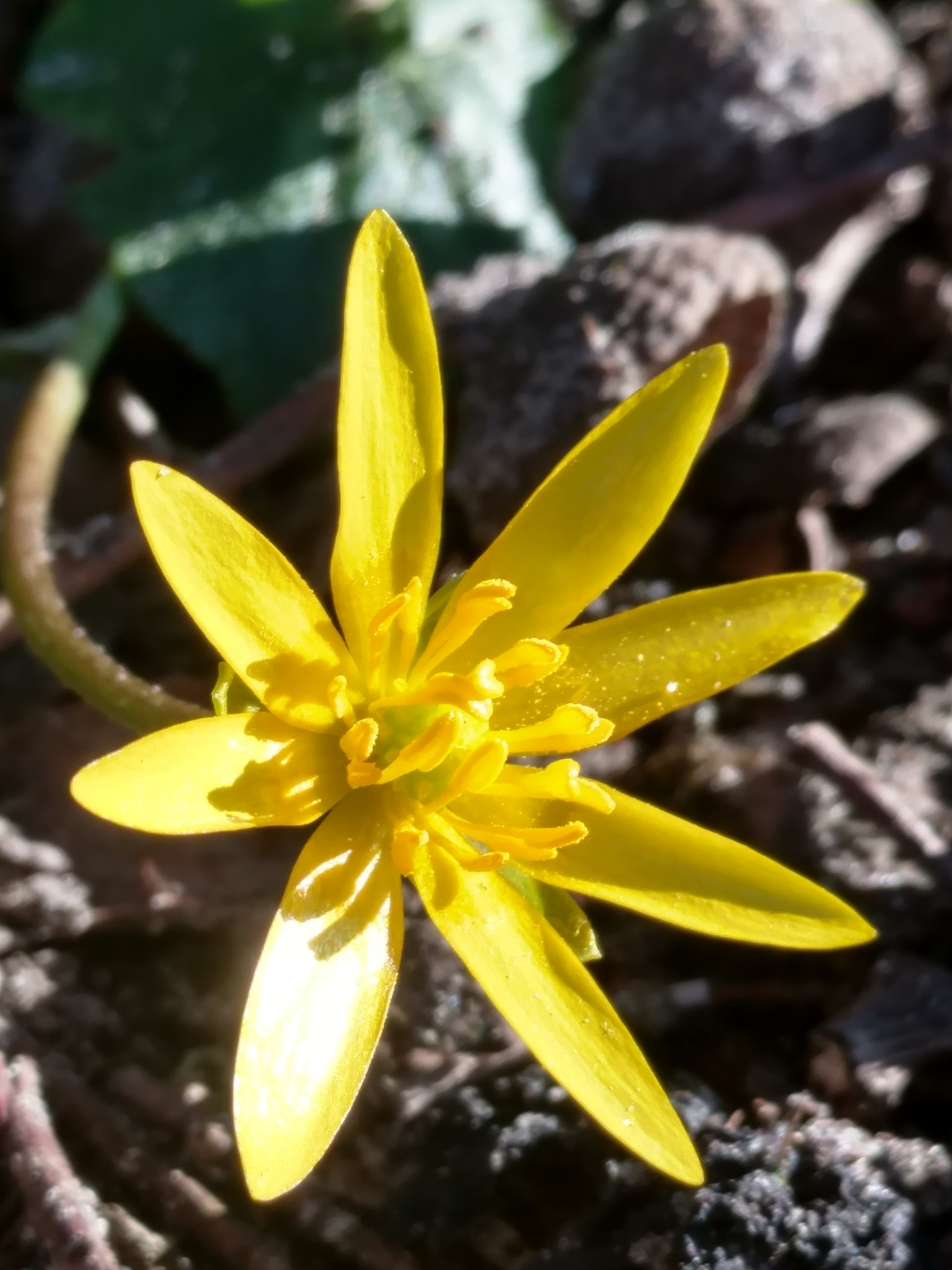 Motorola Moto X Style sample photo. Springtime 2017 photography