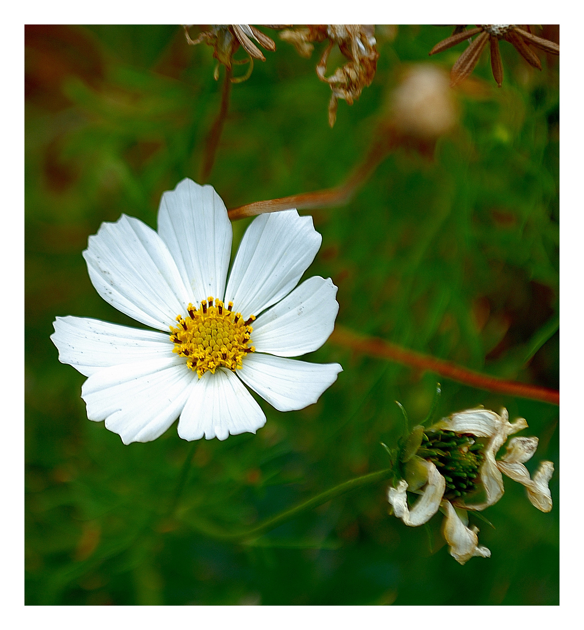 Nikon D200 sample photo. Belleza blanca photography
