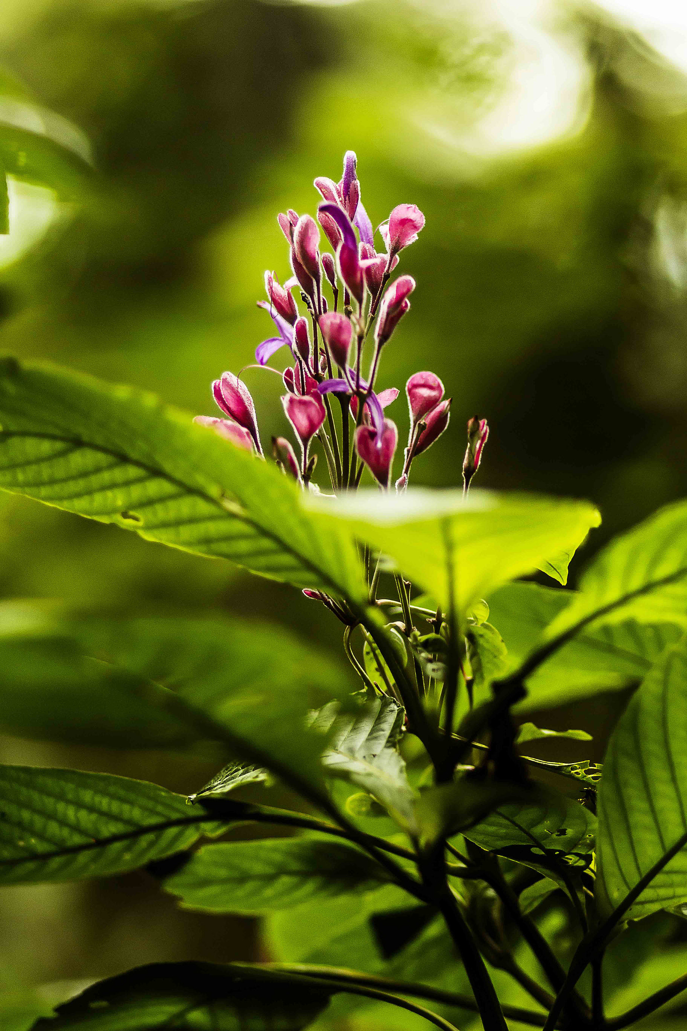 Canon EOS 70D + Canon EF 85mm F1.8 USM sample photo. Naturalmente sutil photography
