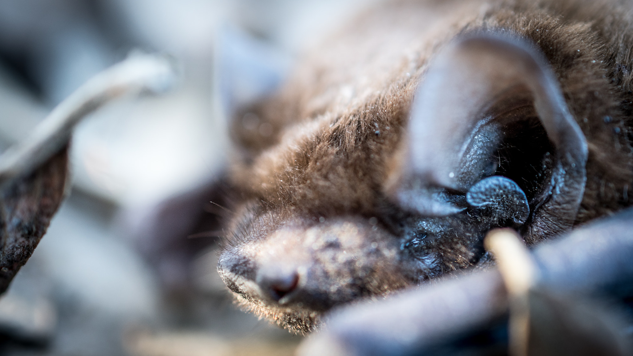 Nikon AF-S DX Micro Nikkor 40mm F2.8 sample photo. Batbaby photography