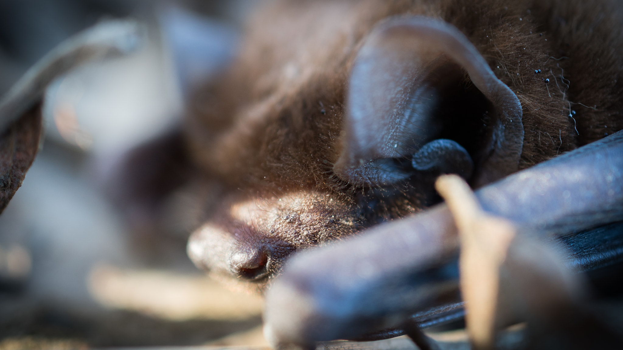 Nikon AF-S DX Micro Nikkor 40mm F2.8 sample photo. Batbaby photography