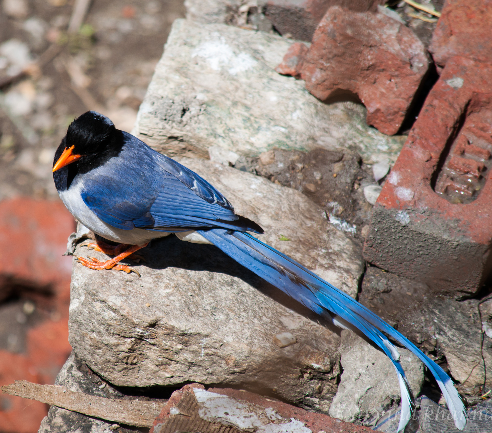 Nikon D90 sample photo. Yellow billed blue magpie  photography