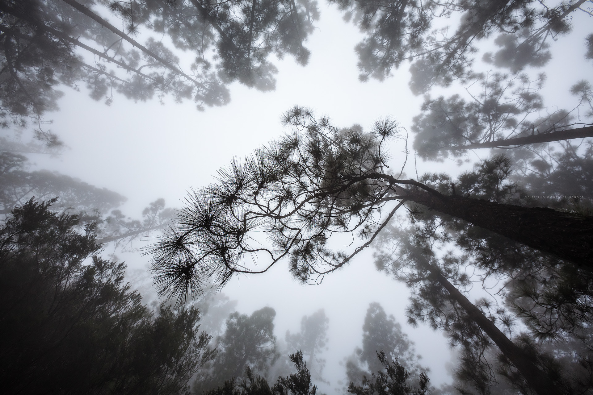Canon EF 16-35mm F2.8L USM sample photo. Fog photography