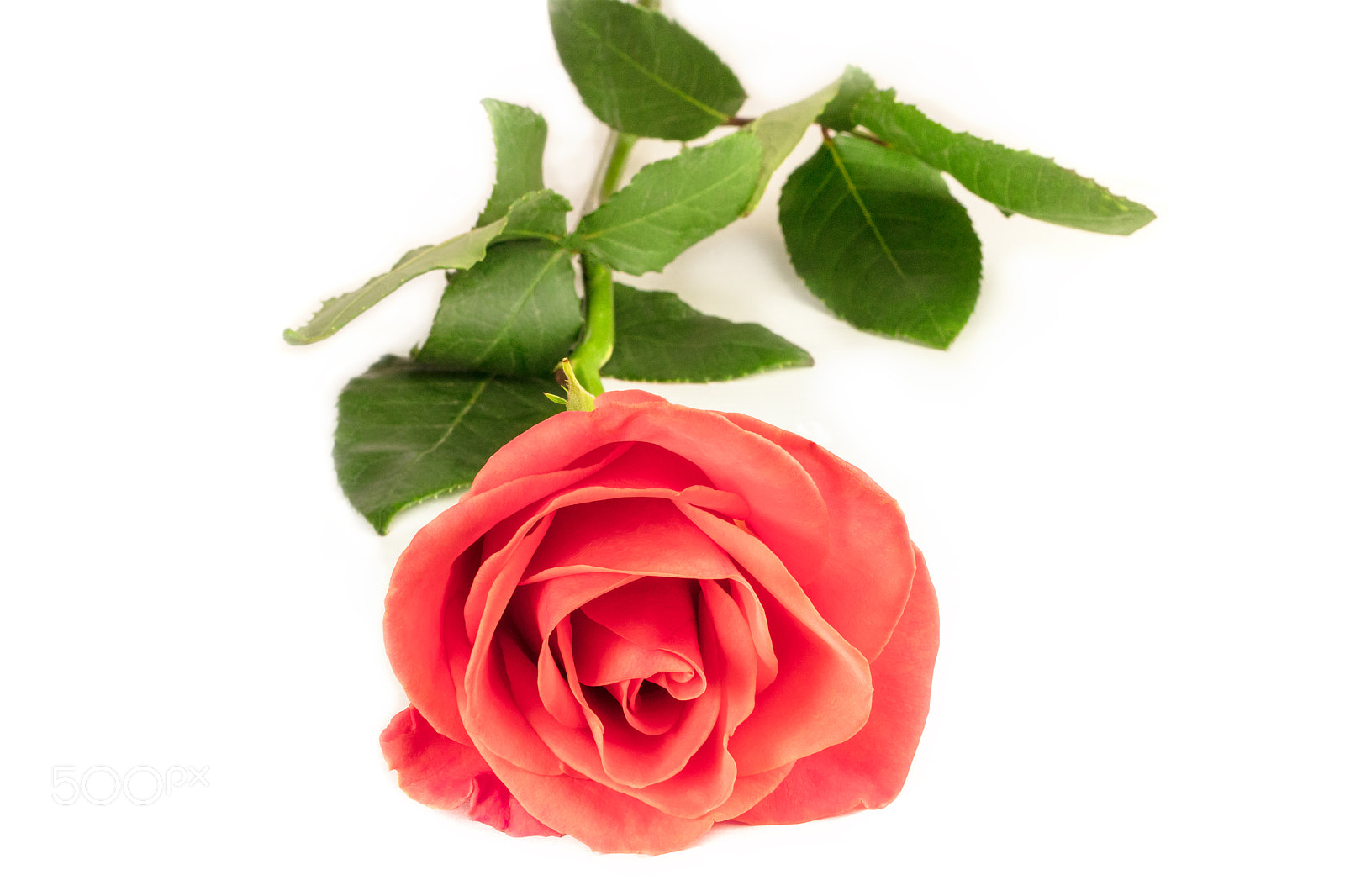 Canon EOS 5DS R sample photo. Pink rose on white background with copyspace photography