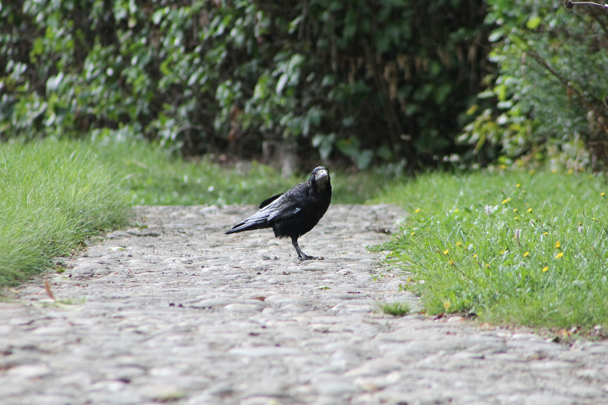 Canon EOS 1100D (EOS Rebel T3 / EOS Kiss X50) + EF75-300mm f/4-5.6 sample photo. What is your problem? photography