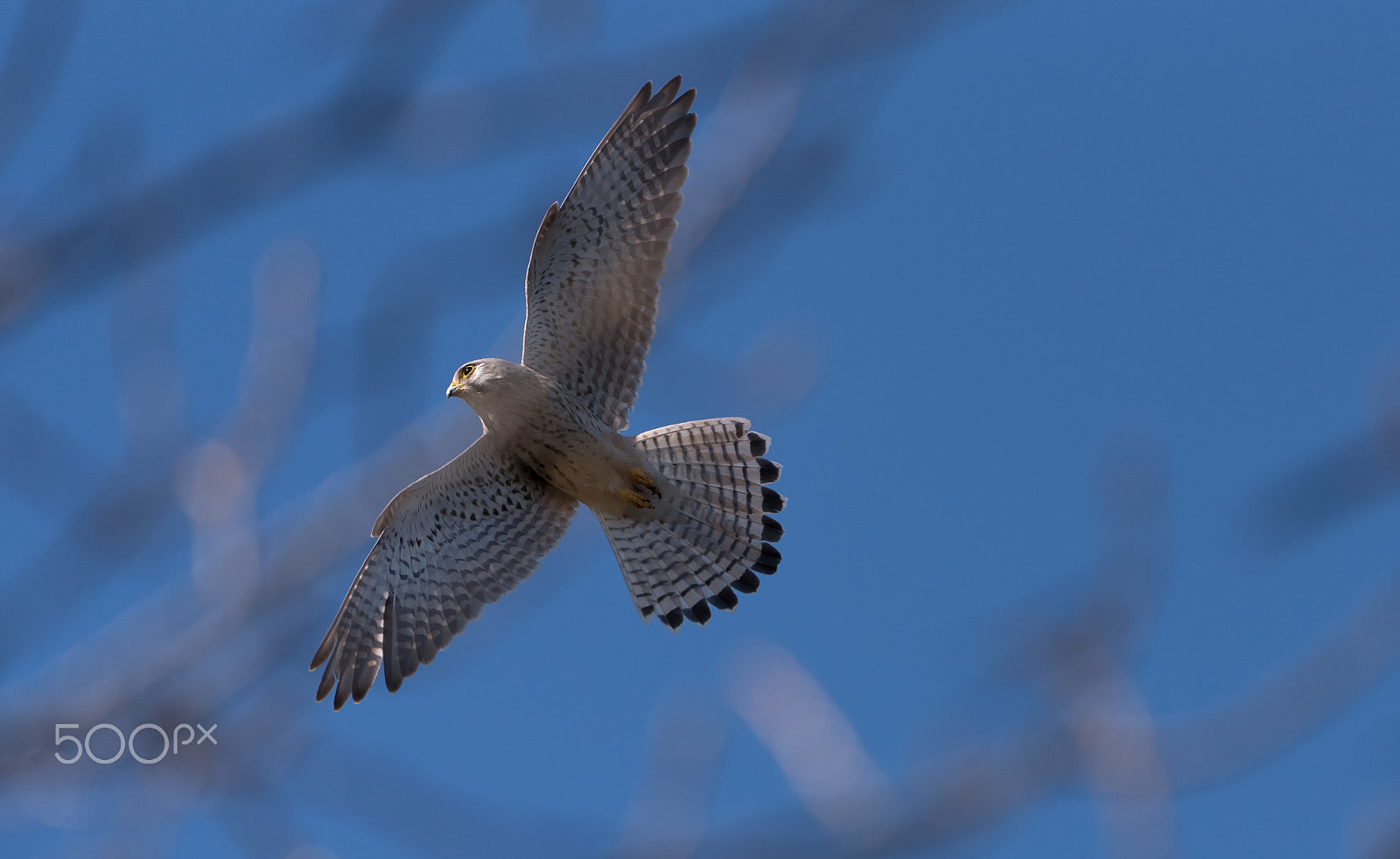 Sigma 150-600mm F5-6.3 DG OS HSM | C sample photo. Falke photography