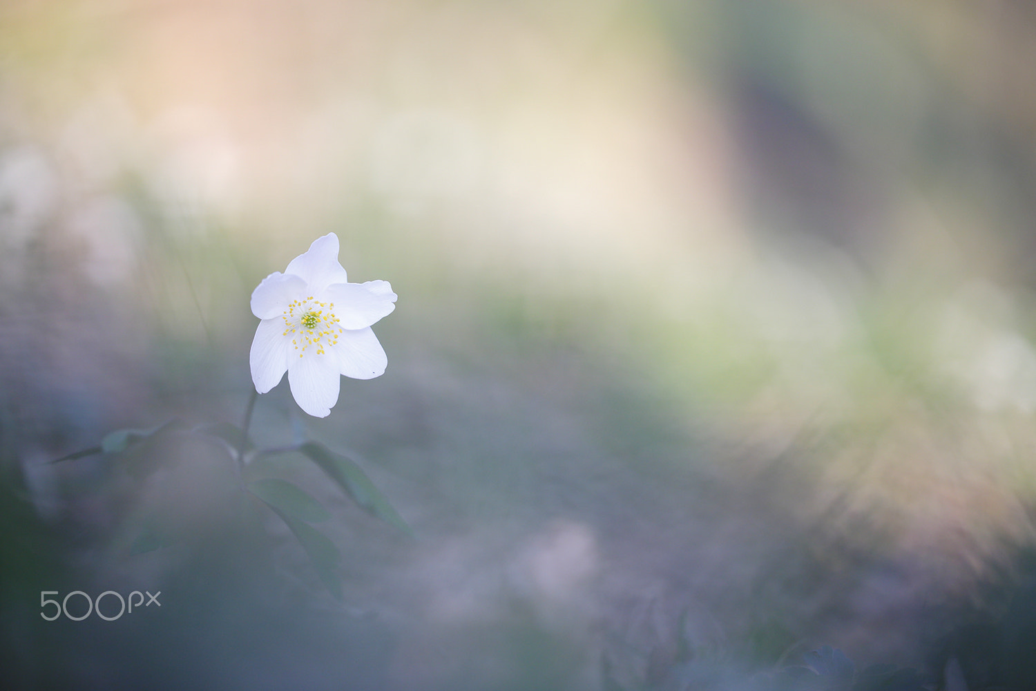 Canon EF 100mm F2.8L Macro IS USM sample photo. Anémone sylvestre photography