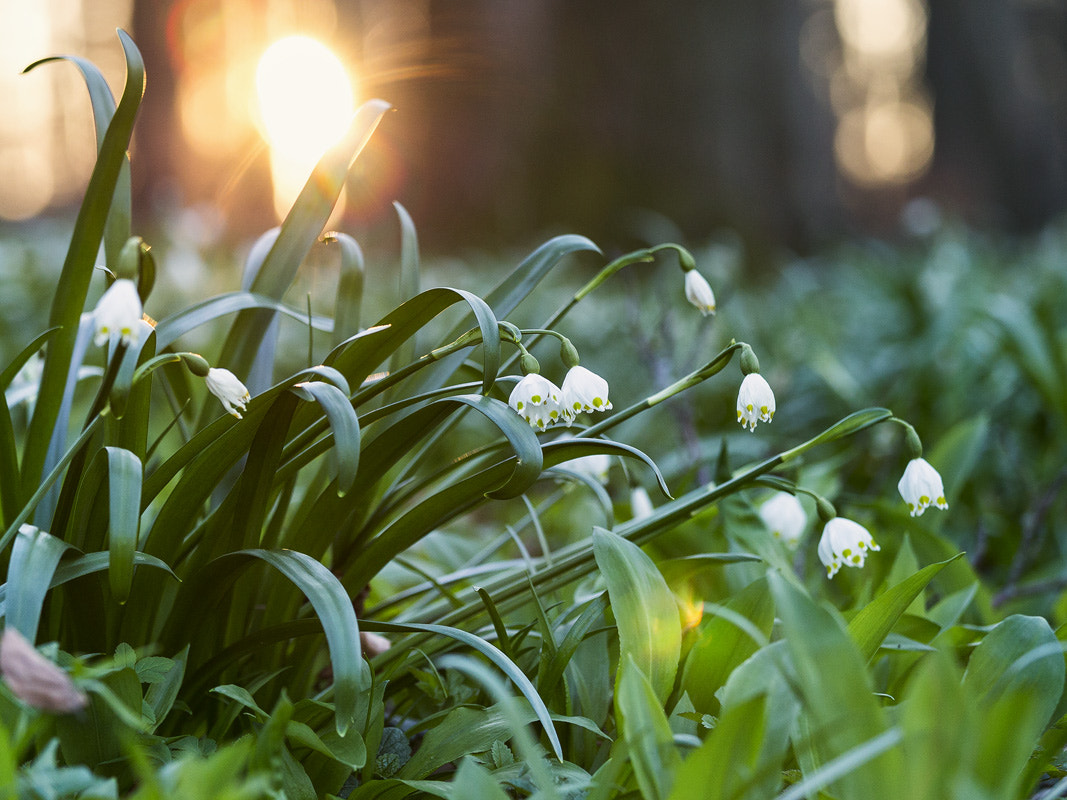 Canon EOS 6D + Canon EF 70-200mm F4L IS USM sample photo. Märzenbecher photography