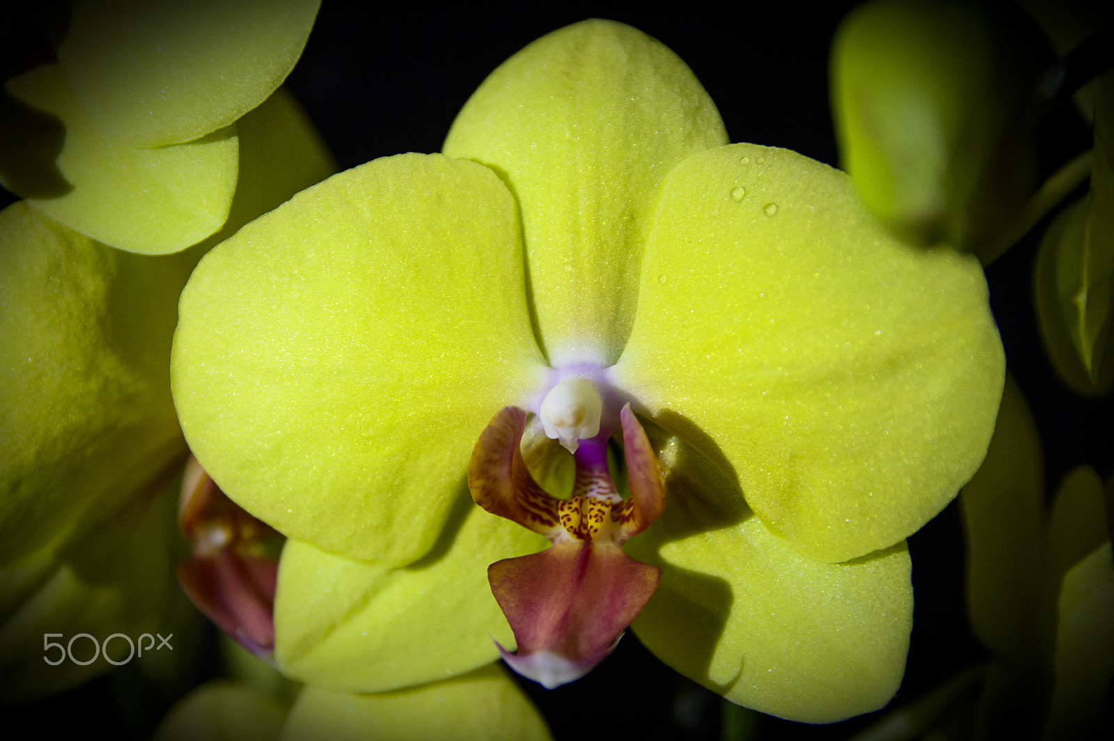 Nikon D3200 sample photo. Yellow orchid ii photography