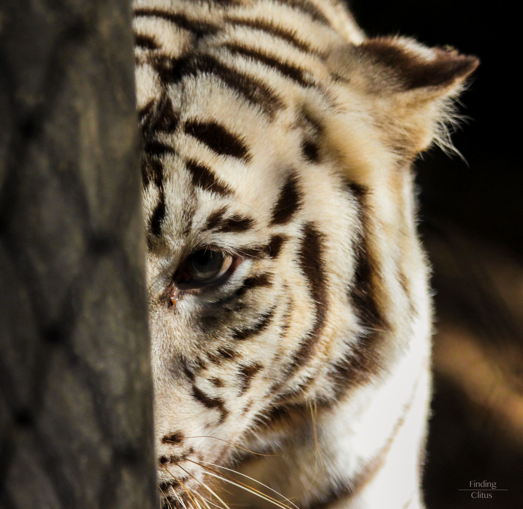 Canon EF 70-300mm F4-5.6 IS USM sample photo. Animals need to be free! photography