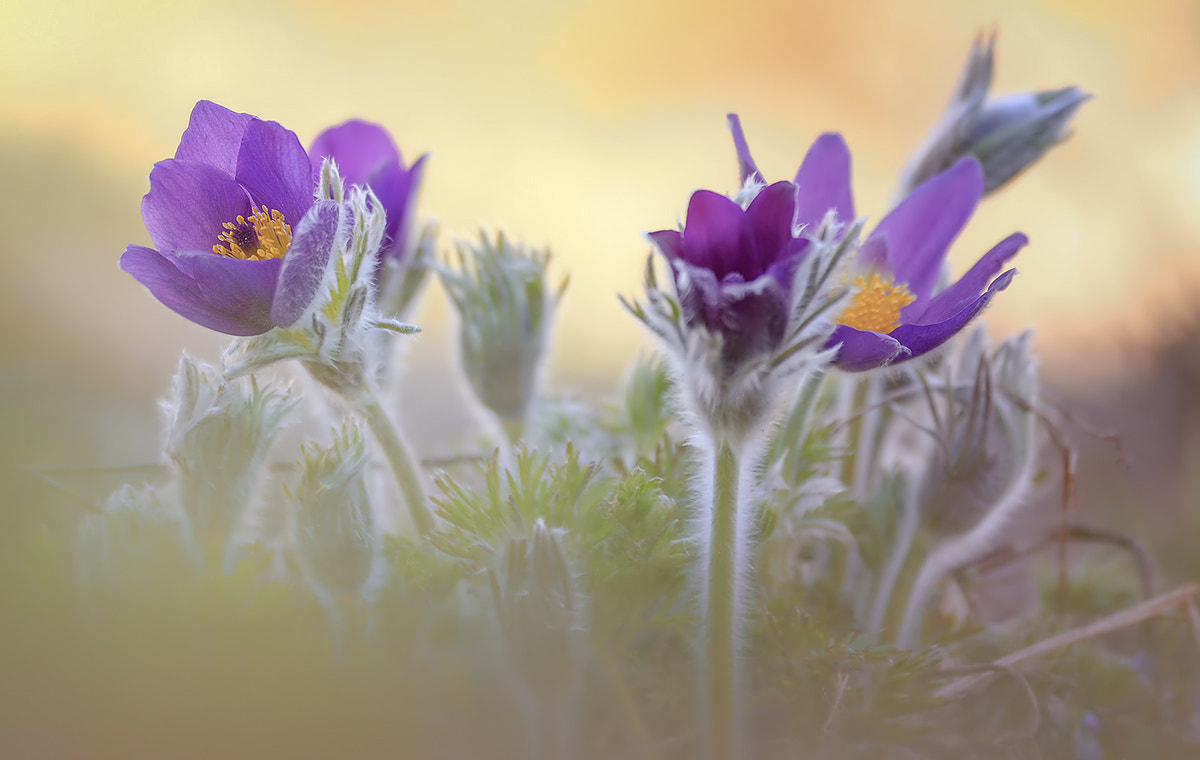 Canon EF 180mm F3.5L Macro USM sample photo. Pulsatilla vulgaris photography