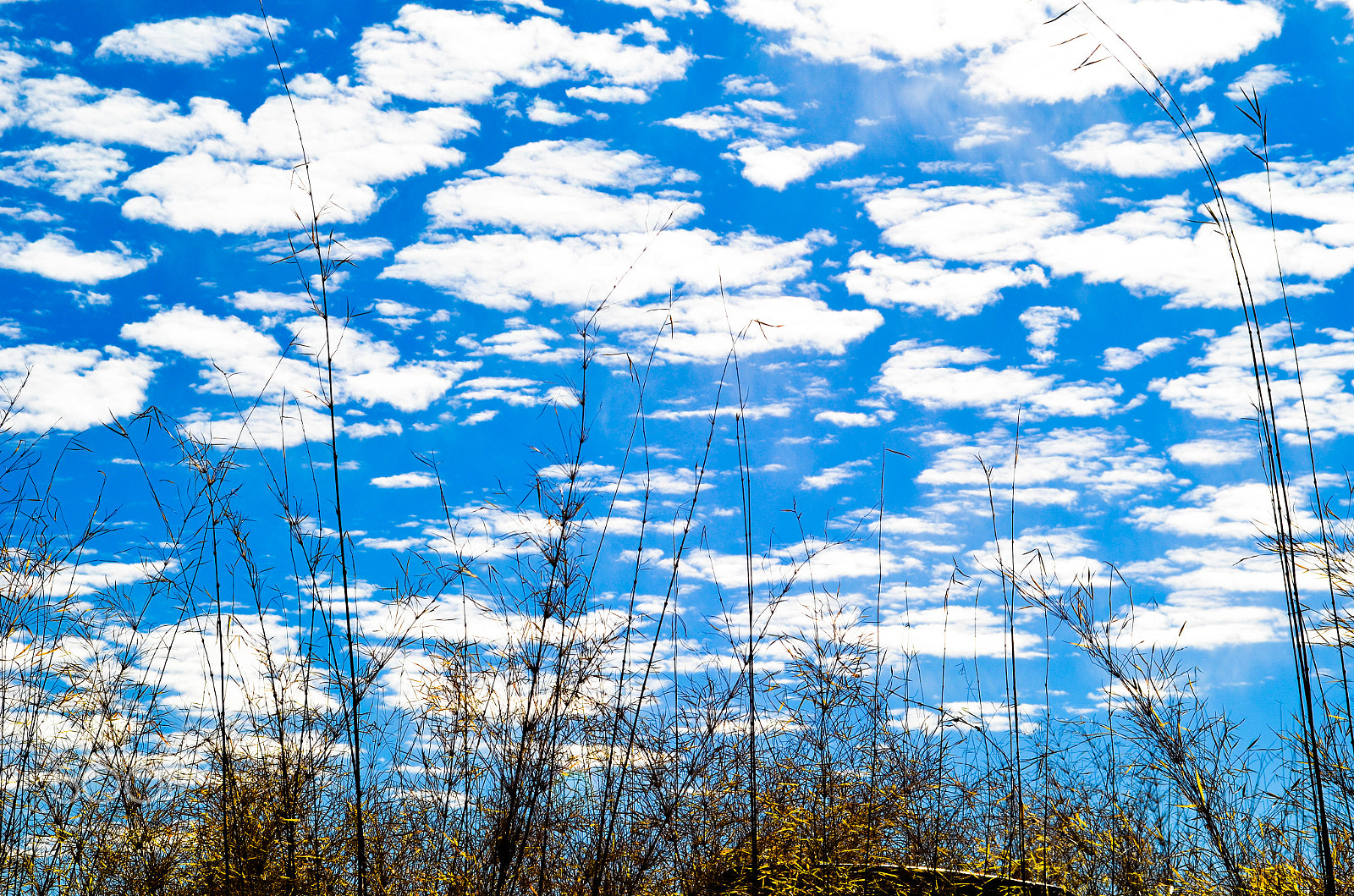 Nikon D5100 + IX-Nikkor 30-60mm f/4-5.6 sample photo. Cloud flock (yeah!) flying photography