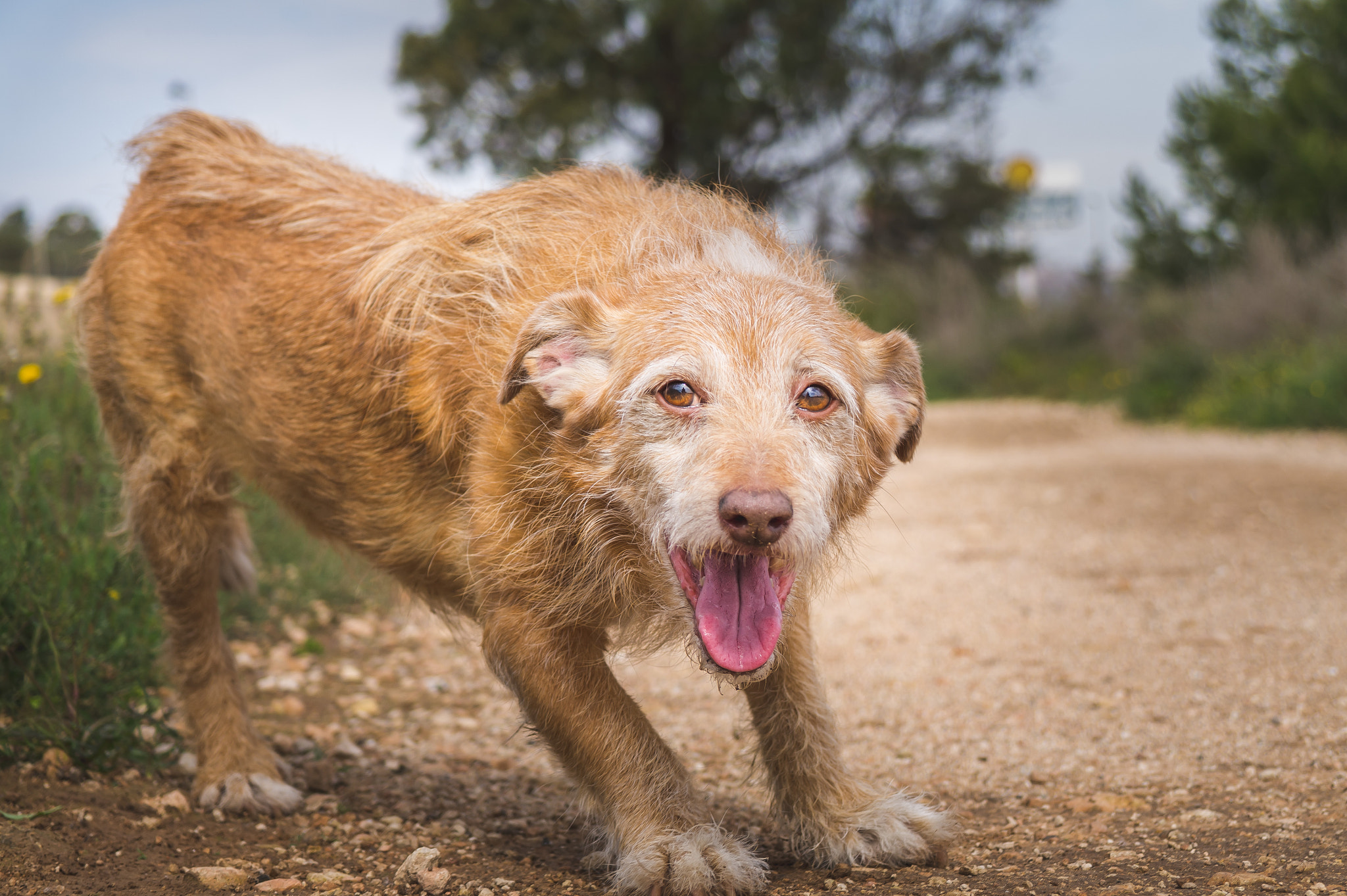 Samsung NX 18-55mm F3.5-5.6 OIS sample photo. Dino photography