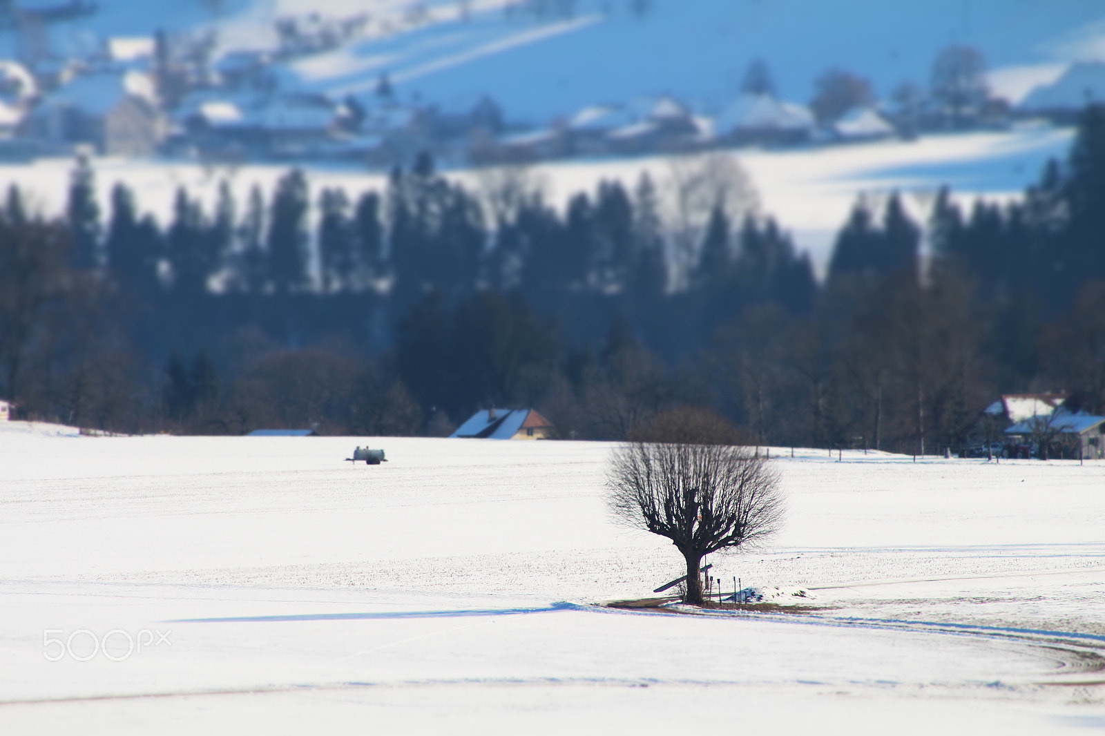Canon EOS 700D (EOS Rebel T5i / EOS Kiss X7i) sample photo. Tree in the snow photography