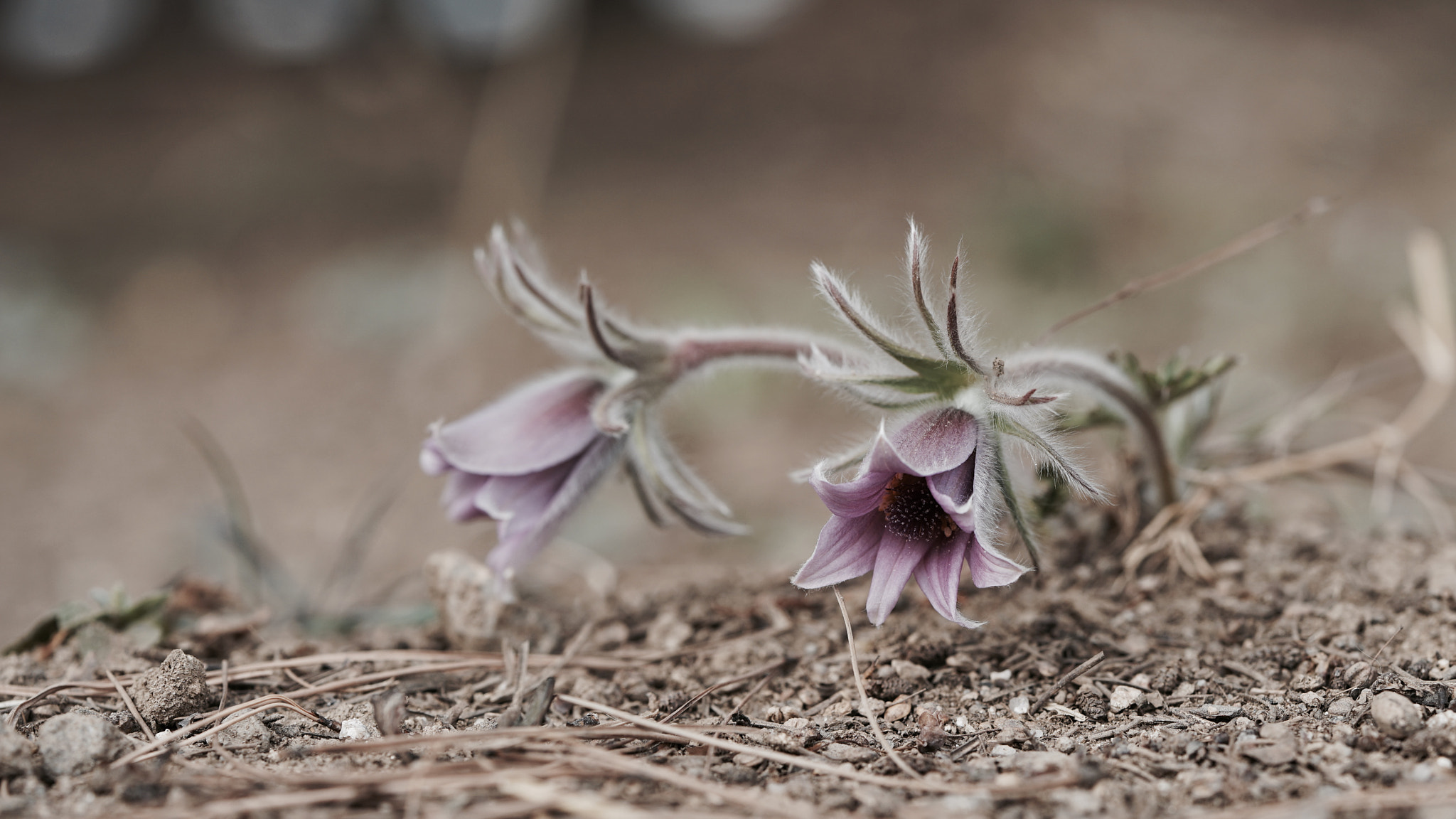 Sony FE 90mm F2.8 Macro G OSS sample photo. Pulsatilla tongkangensis y.n.lee & t.c.lee photography