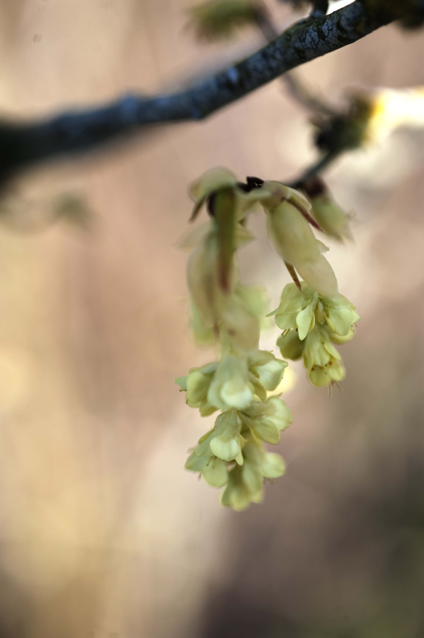 Nikon AF-S Micro-Nikkor 105mm F2.8G IF-ED VR sample photo. Springcolors photography