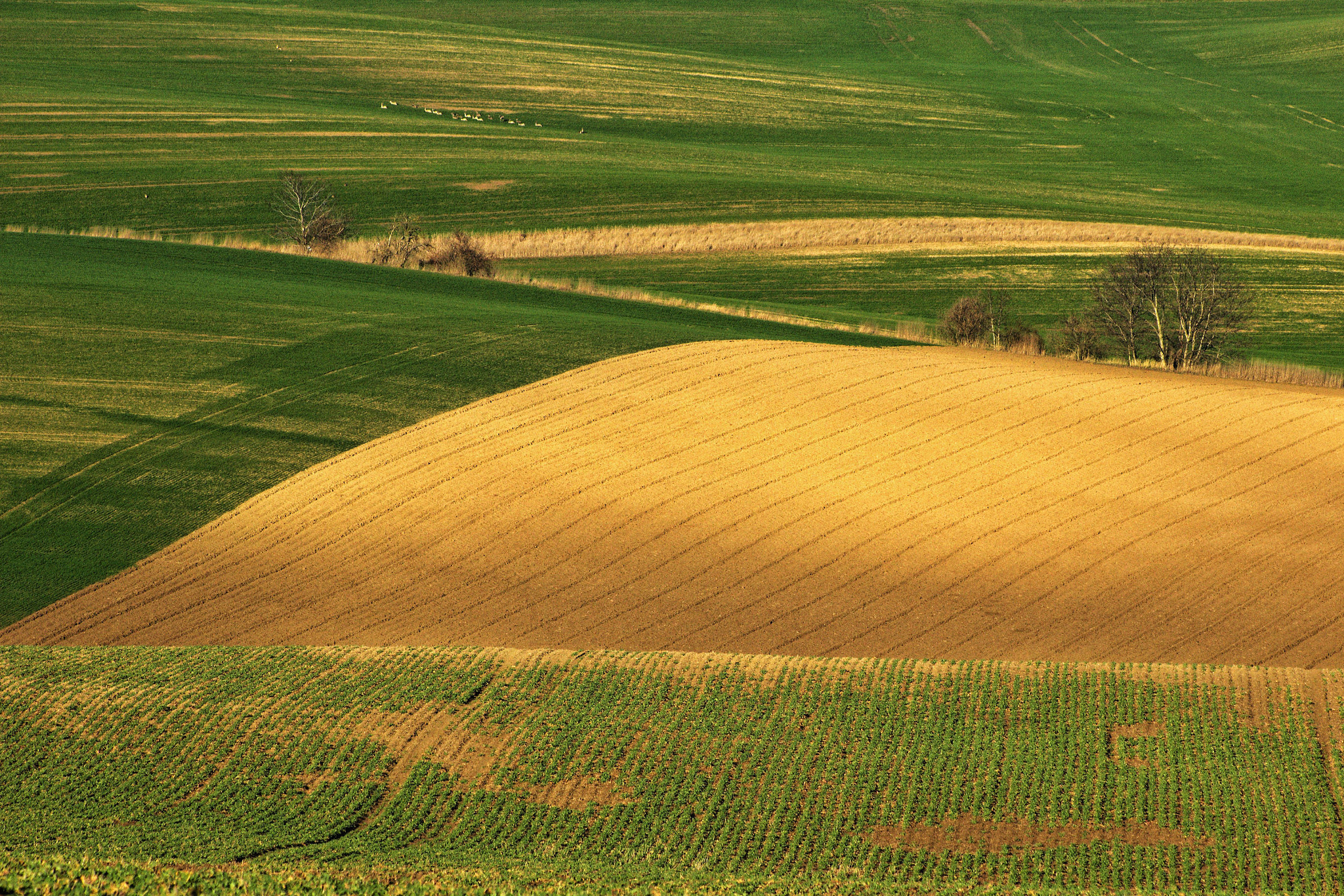 Canon EF 70-300mm F4-5.6 IS USM sample photo. When the moravian tuscany turns green photography