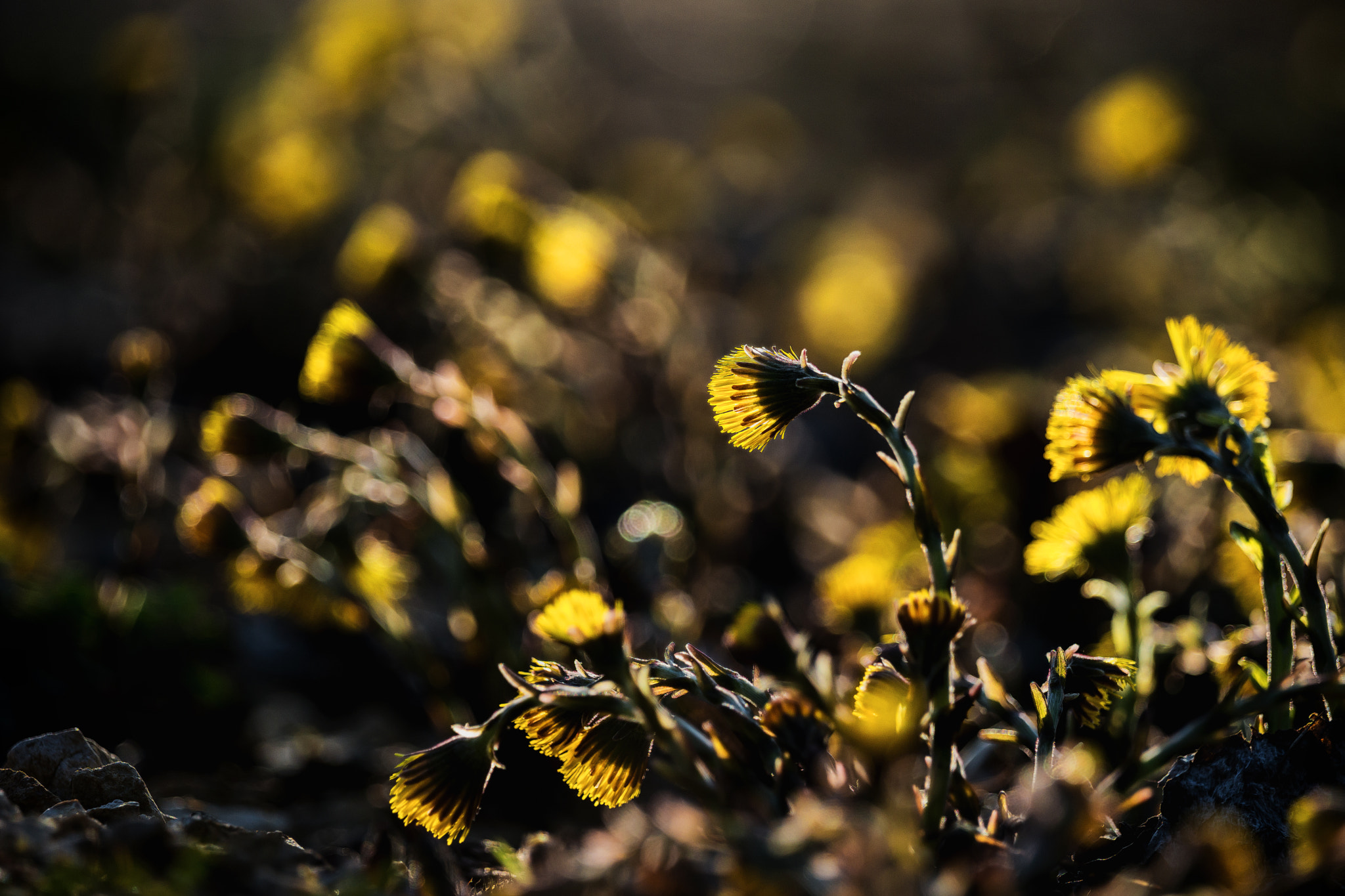 Sony a99 II + Sony 70-400mm F4-5.6 G SSM II sample photo. Small suns along the trail photography