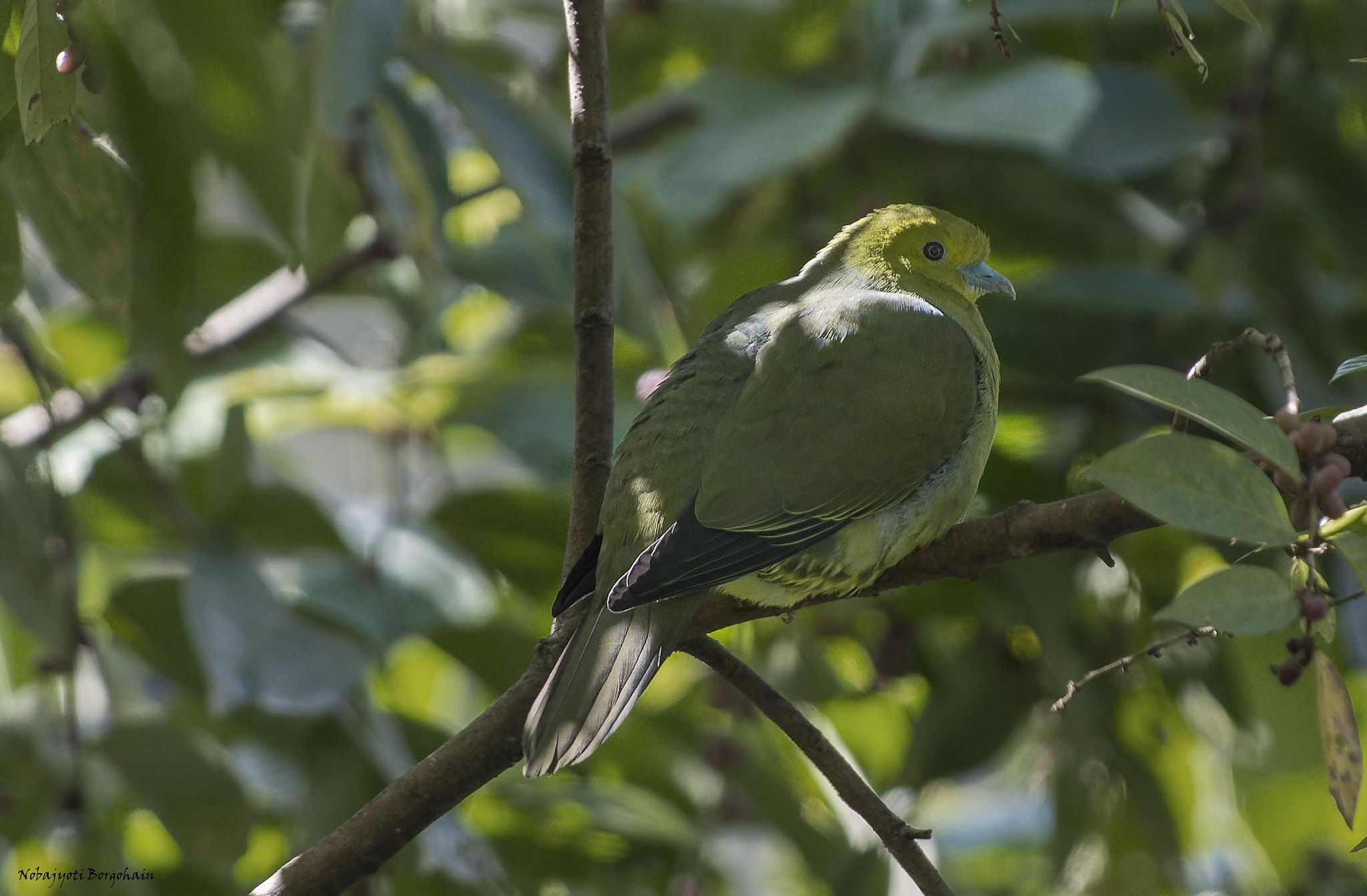 Nikon AF-S Nikkor 300mm F2.8G ED VR II sample photo. Wedge tailed green pigeon jpg photography