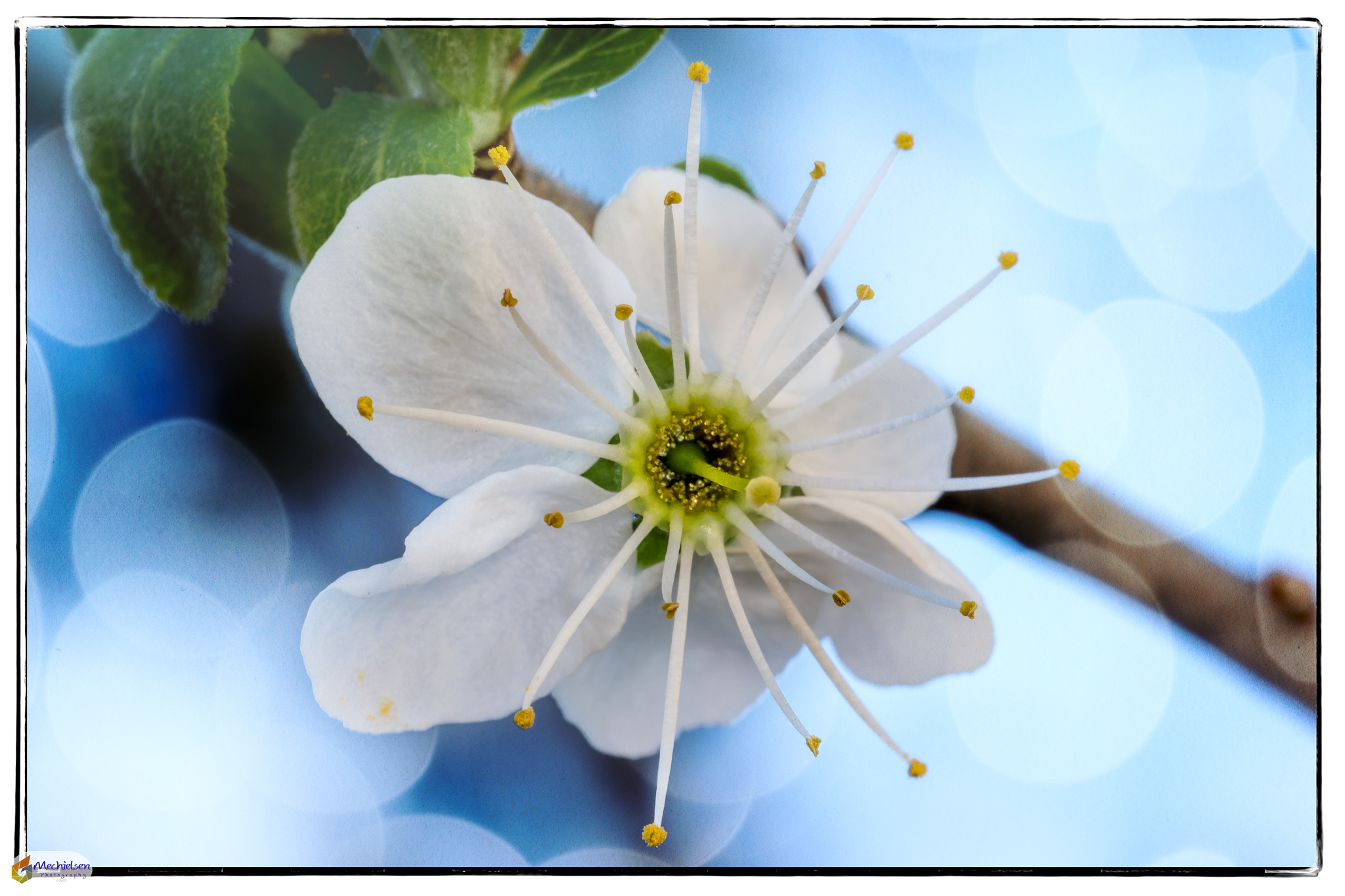 Canon EF 100mm F2.8L Macro IS USM sample photo. B&b blossom & bokeh photography
