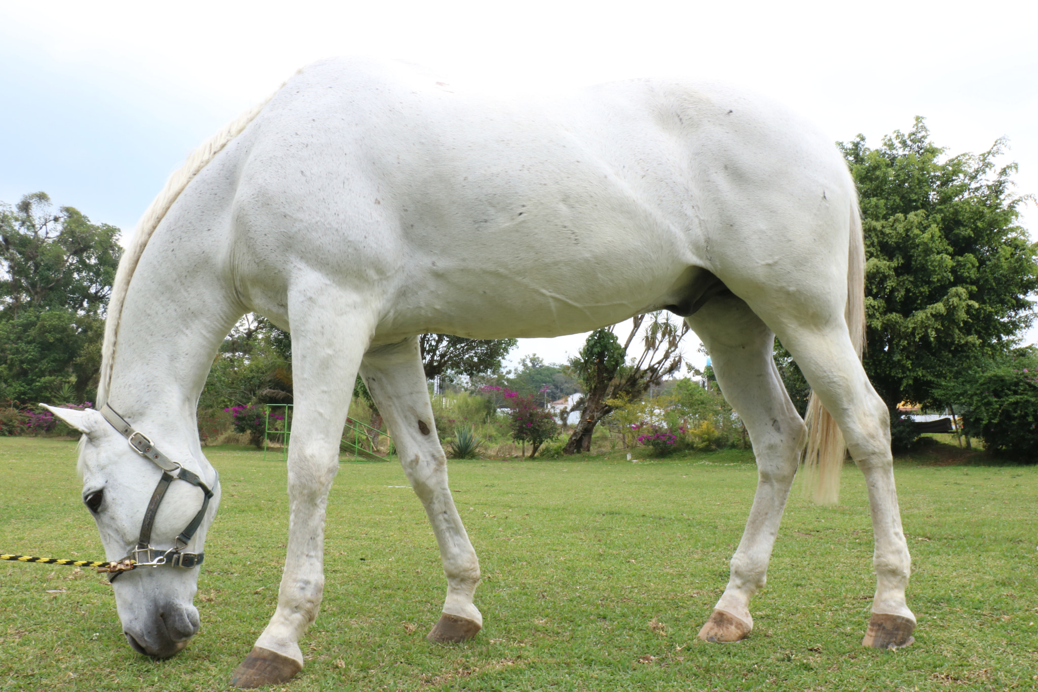 Canon EOS 750D (EOS Rebel T6i / EOS Kiss X8i) sample photo. Nublado photography