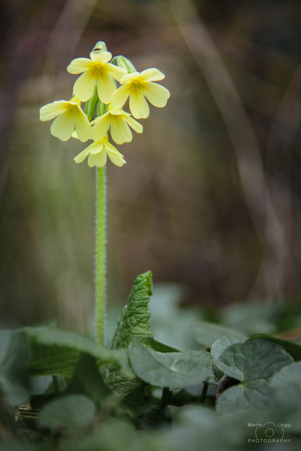 Nikon AF-S Nikkor 24-120mm F4G ED VR sample photo. Cowslip photography