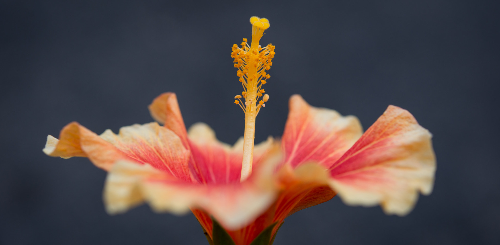 Nikon AF-S Micro-Nikkor 60mm F2.8G ED sample photo. Hibiscus photography