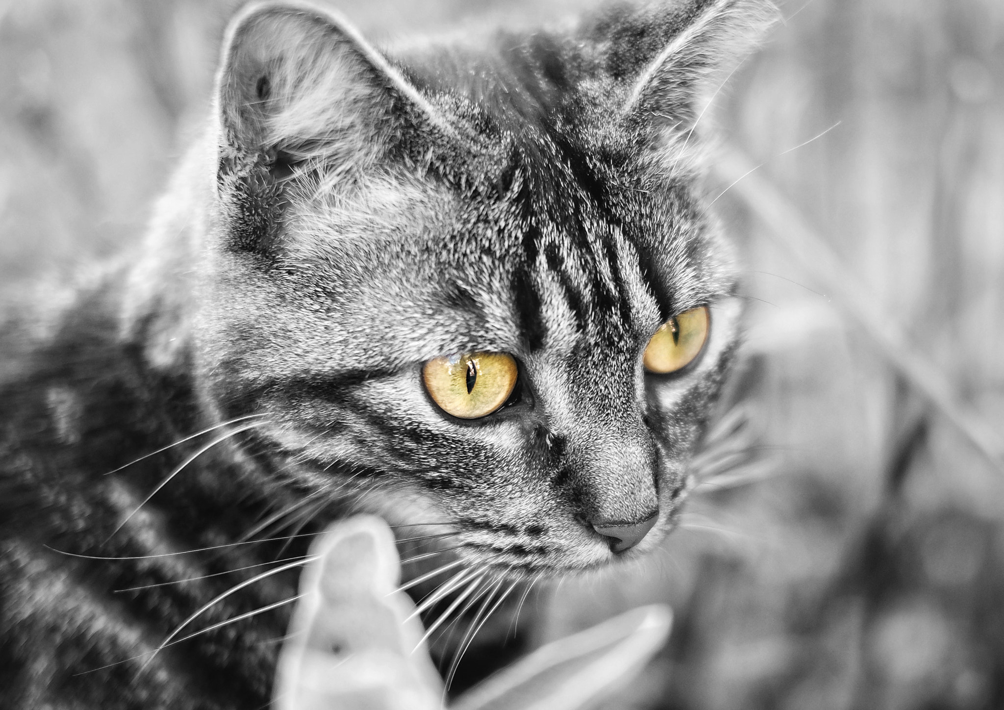 Fujifilm X-E2 + Fujifilm XF 35mm F1.4 R sample photo. Your eyes... photography