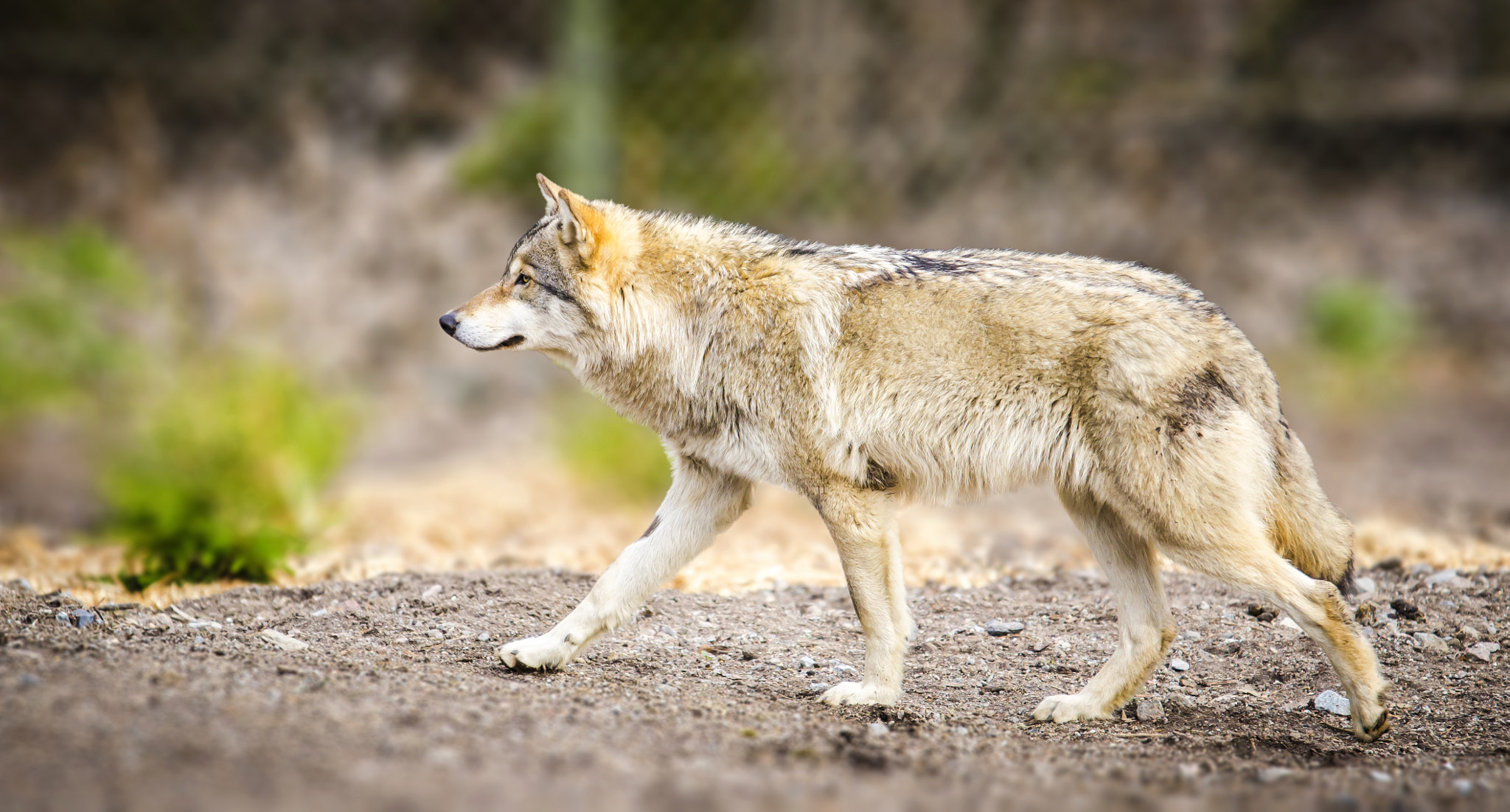 Sigma 70-200mm F2.8 EX DG OS HSM sample photo. Loup photography
