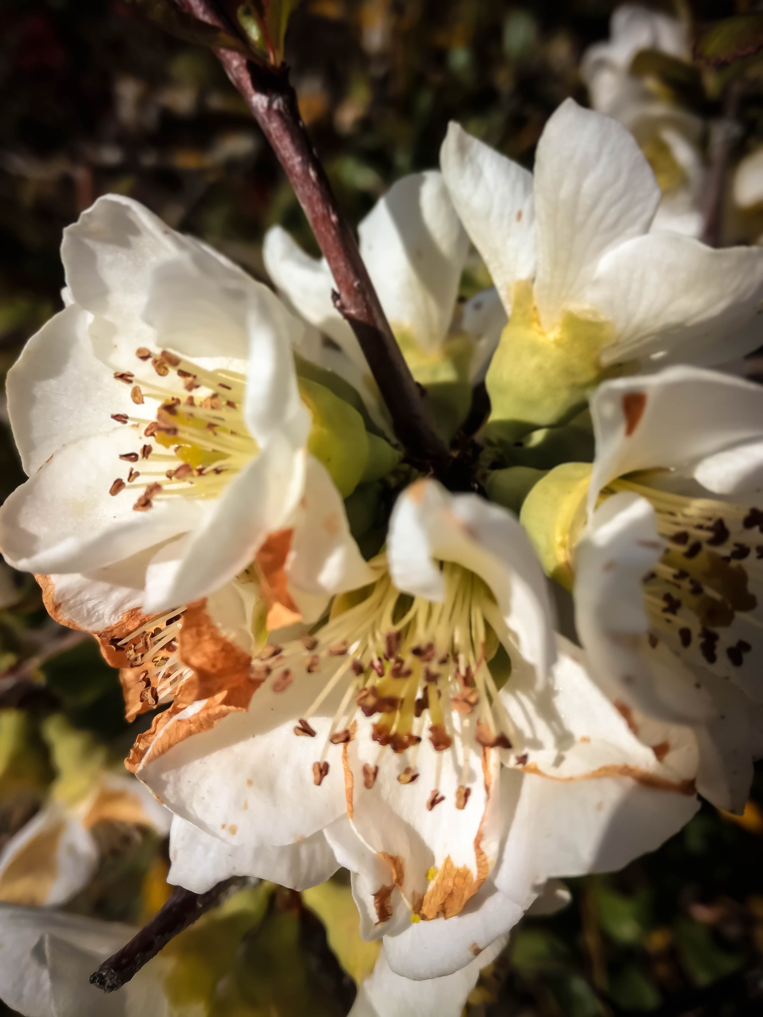 HUAWEI Honor 5C sample photo. Fleurs photography