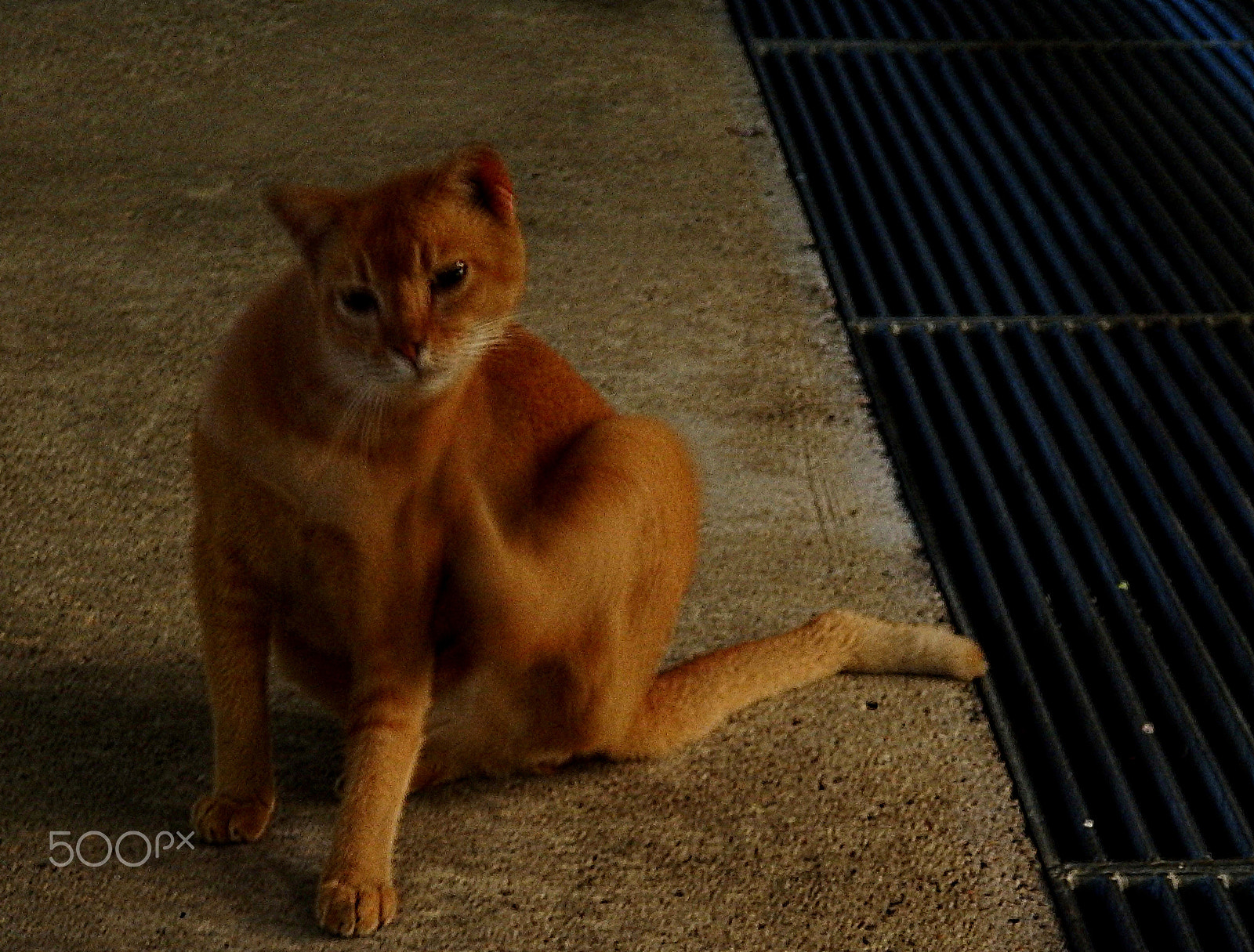 Olympus Stylus XZ-10 sample photo. Cat photography