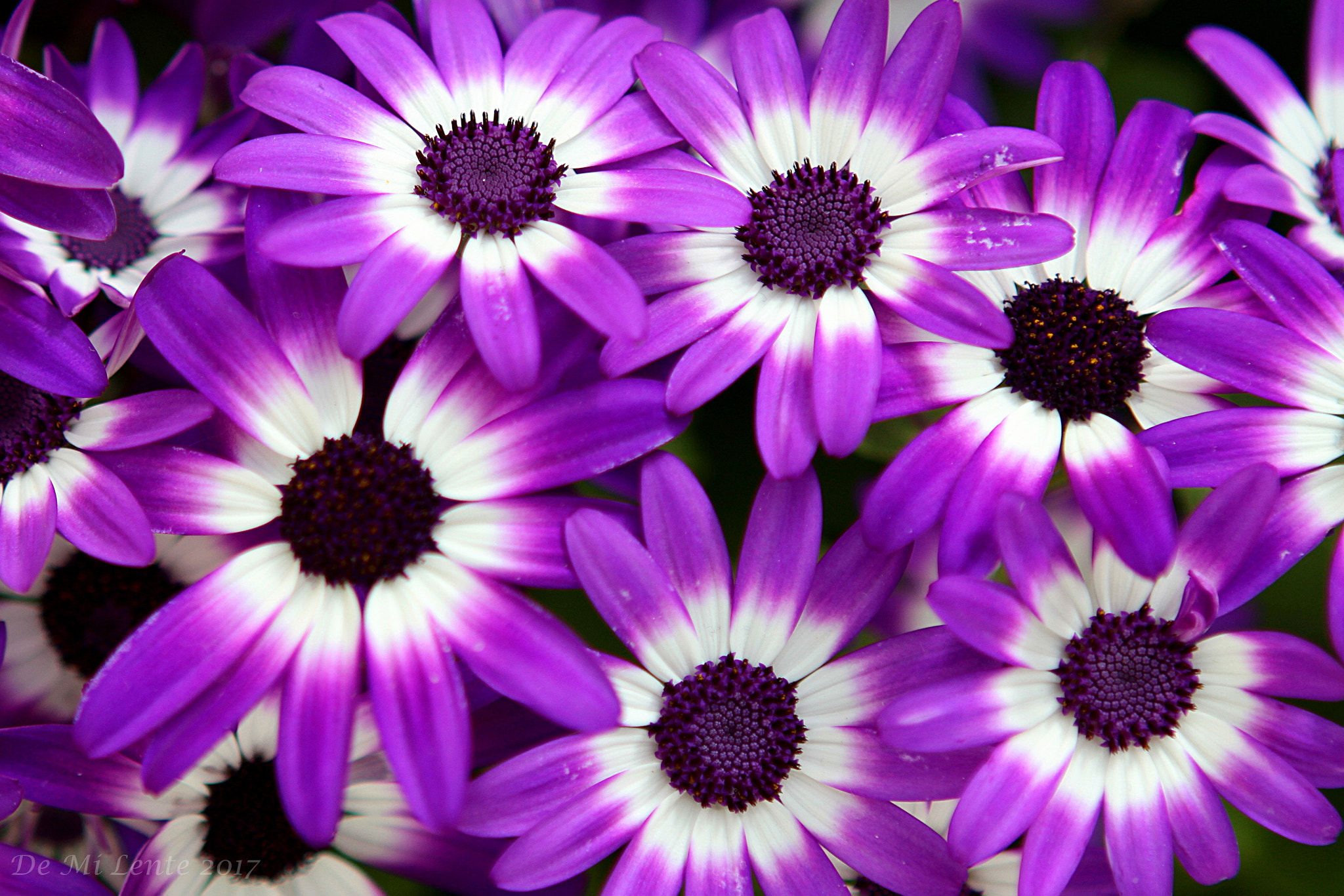 Canon EOS 7D + Canon EF 24-70mm F2.8L USM sample photo. Purple bunch photography