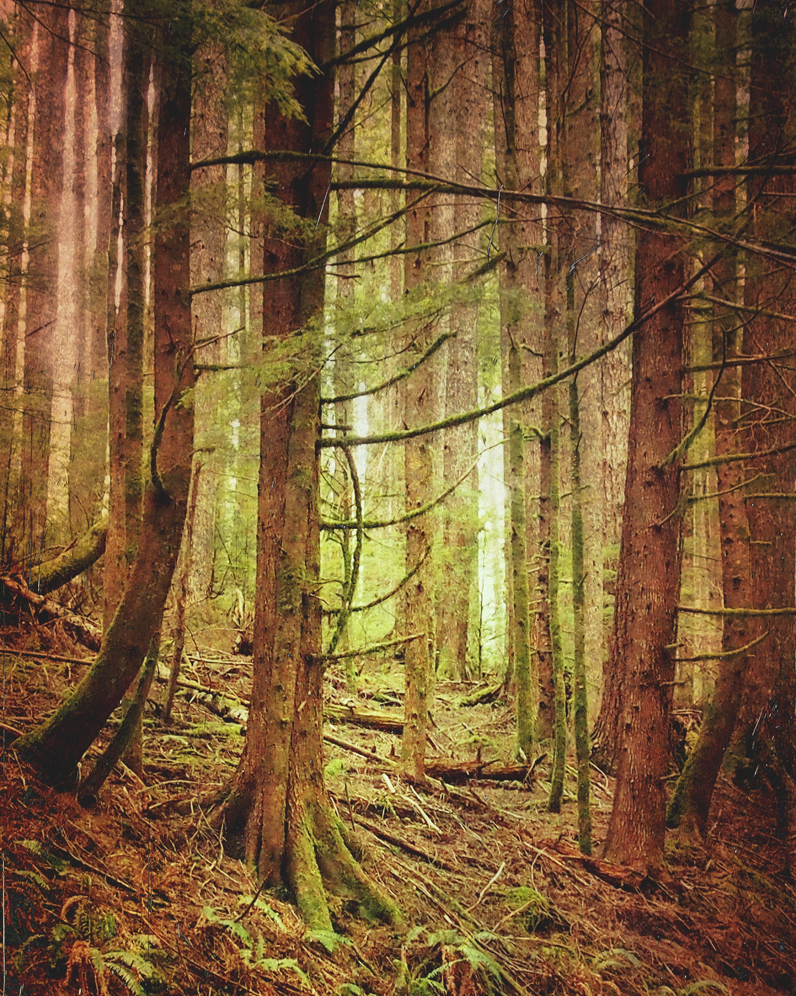 Olympus OM-D E-M5 sample photo. Primeval forest , oregon photography
