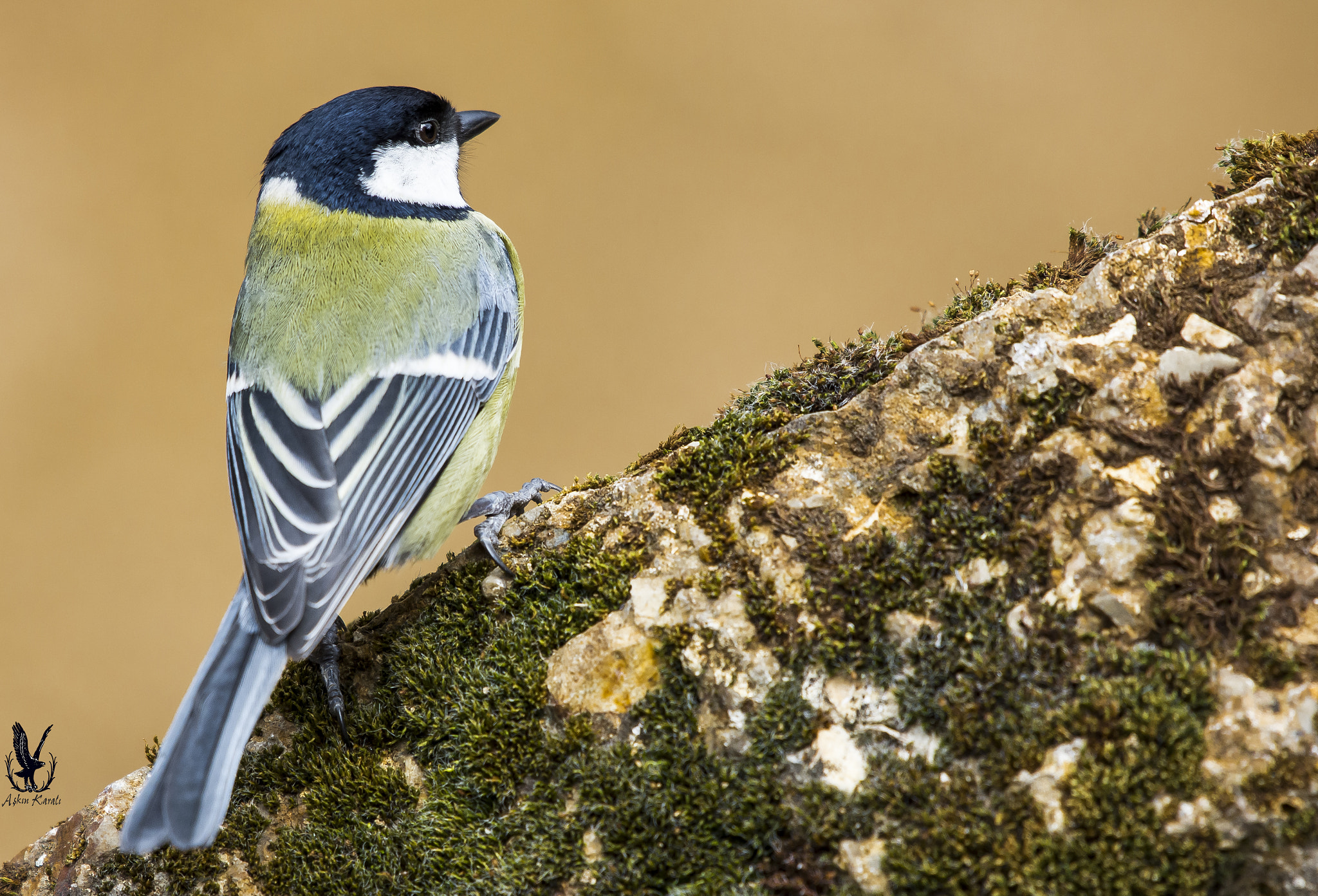 Nikon AF-S Nikkor 200-500mm F5.6E ED VR sample photo. Büyük baştankara » great tit » parus major photography