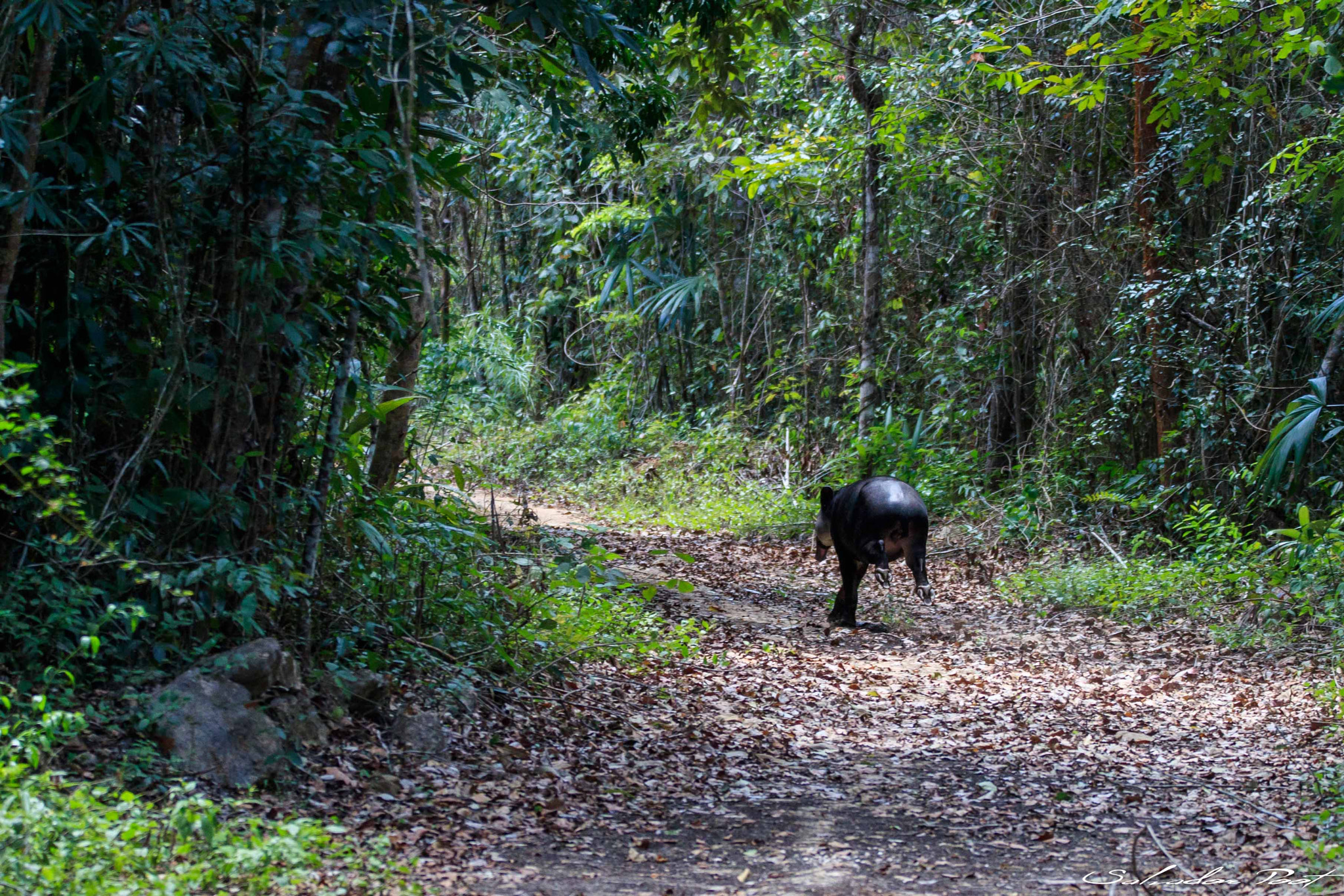 Canon EOS-1D X Mark II sample photo. Tapir photography
