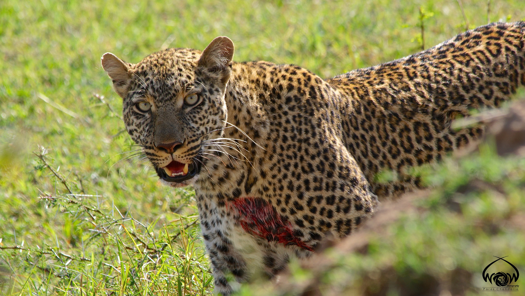 Sony ILCA-77M2 sample photo. To all my friends in mara, samburu, india and othe ... photography