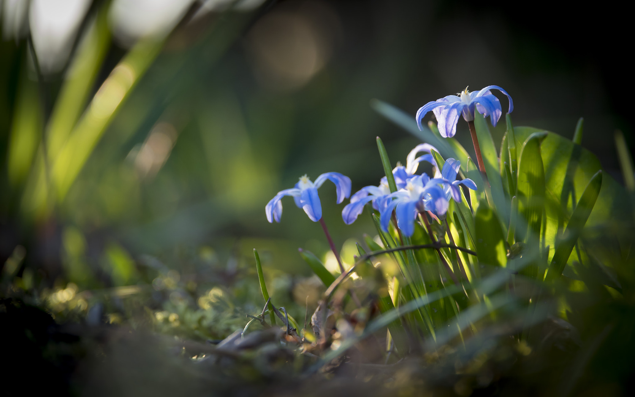 Panasonic Lumix G X Vario 35-100mm F2.8 OIS sample photo. Garden photography