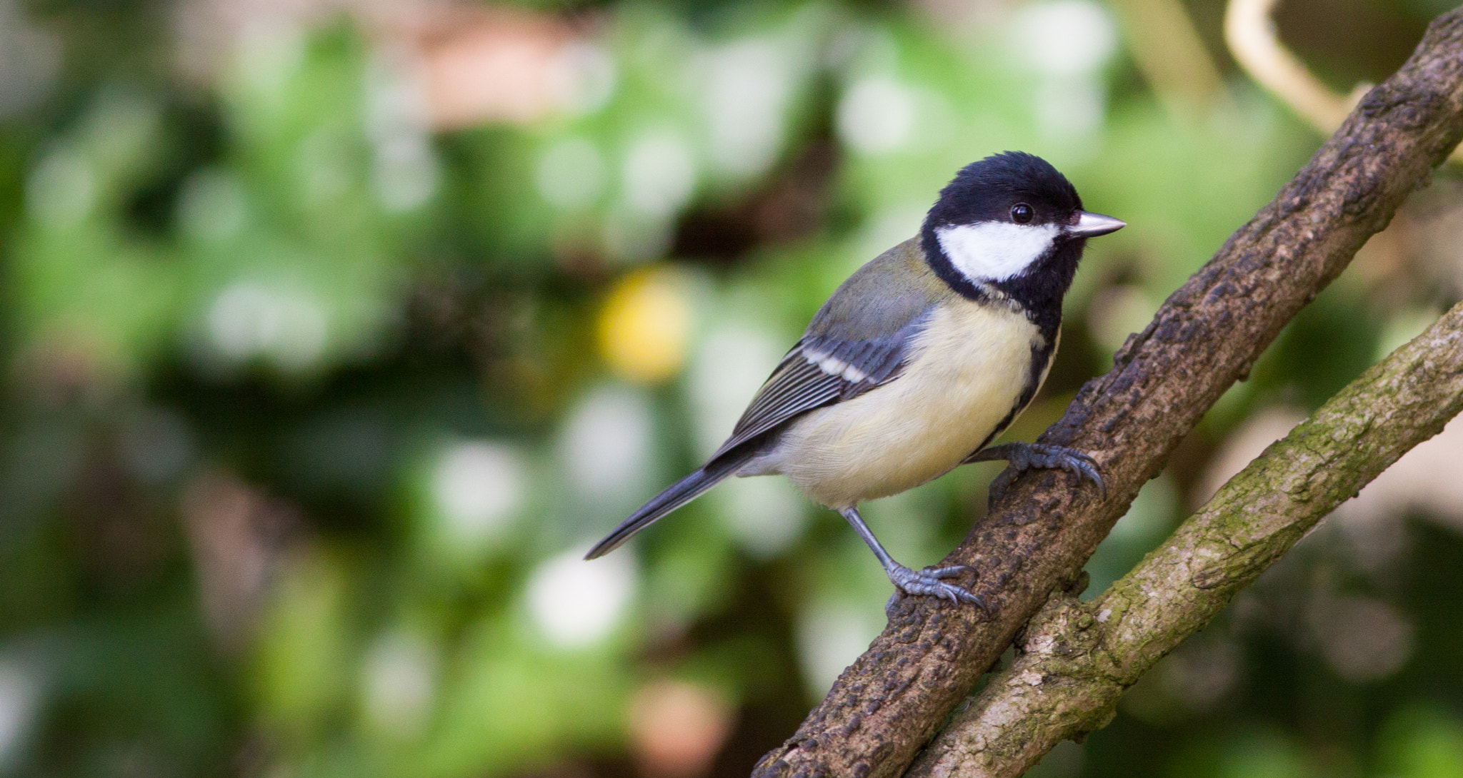 Canon EOS 50D sample photo. Great tit (parus major) photography