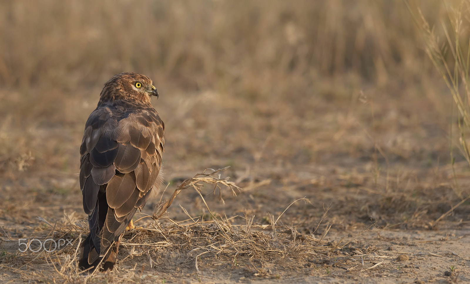 Nikon D750 sample photo. Montagu's harrier female photography