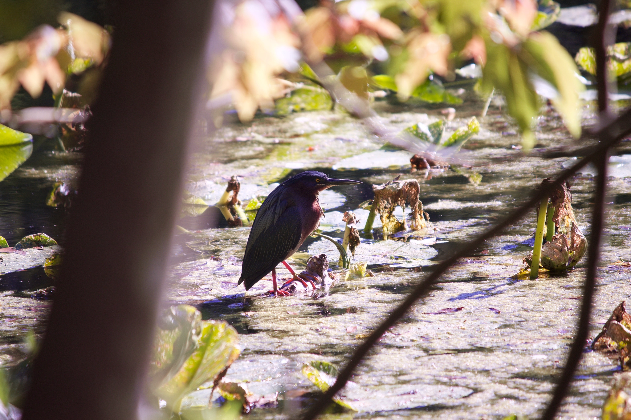 Canon EF-S 55-250mm F4-5.6 IS II sample photo
