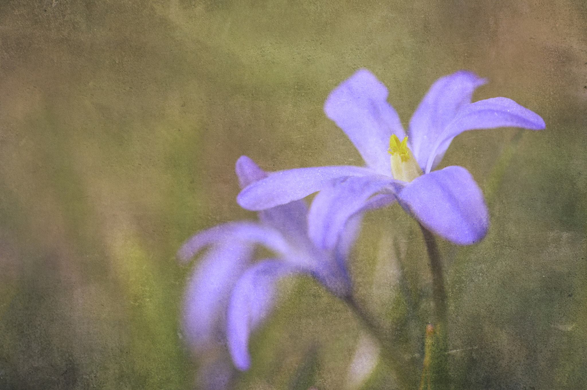 Sigma 105mm F2.8 EX DG OS HSM sample photo. Spring photography