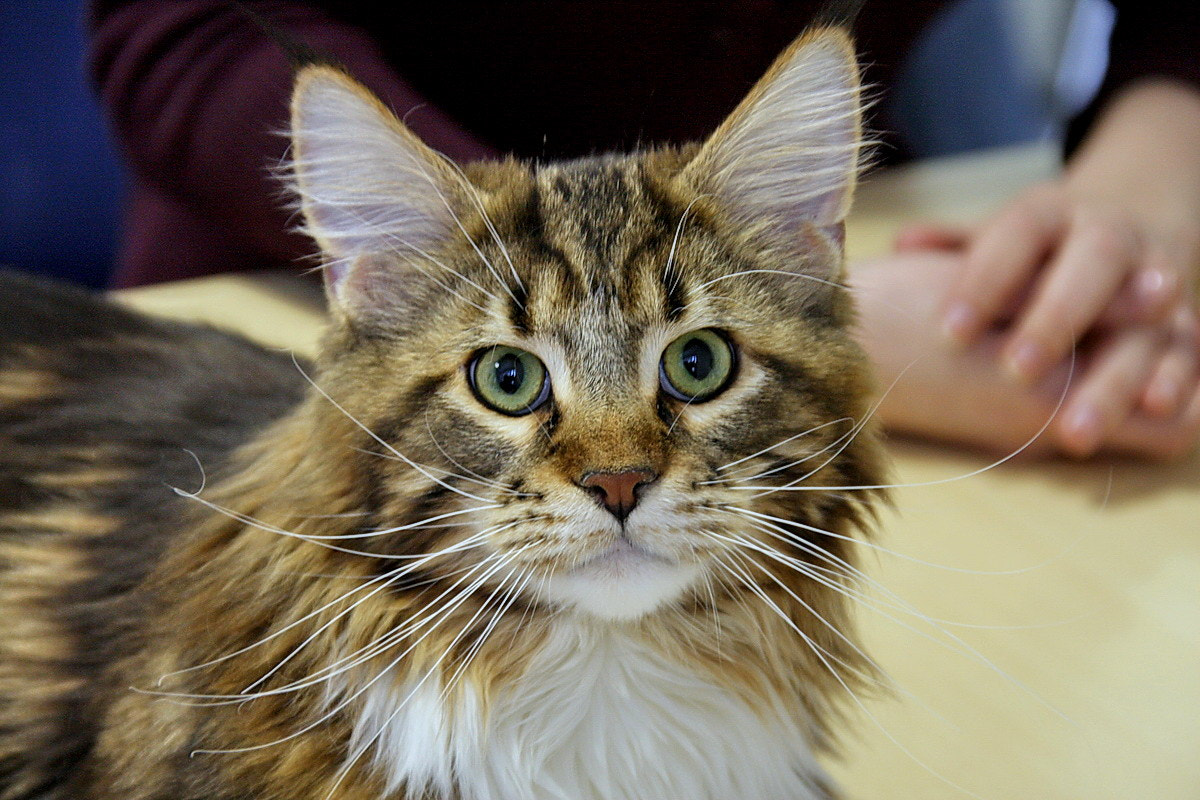Sigma 18-200mm f/3.5-6.3 DC OS sample photo. Cat photography